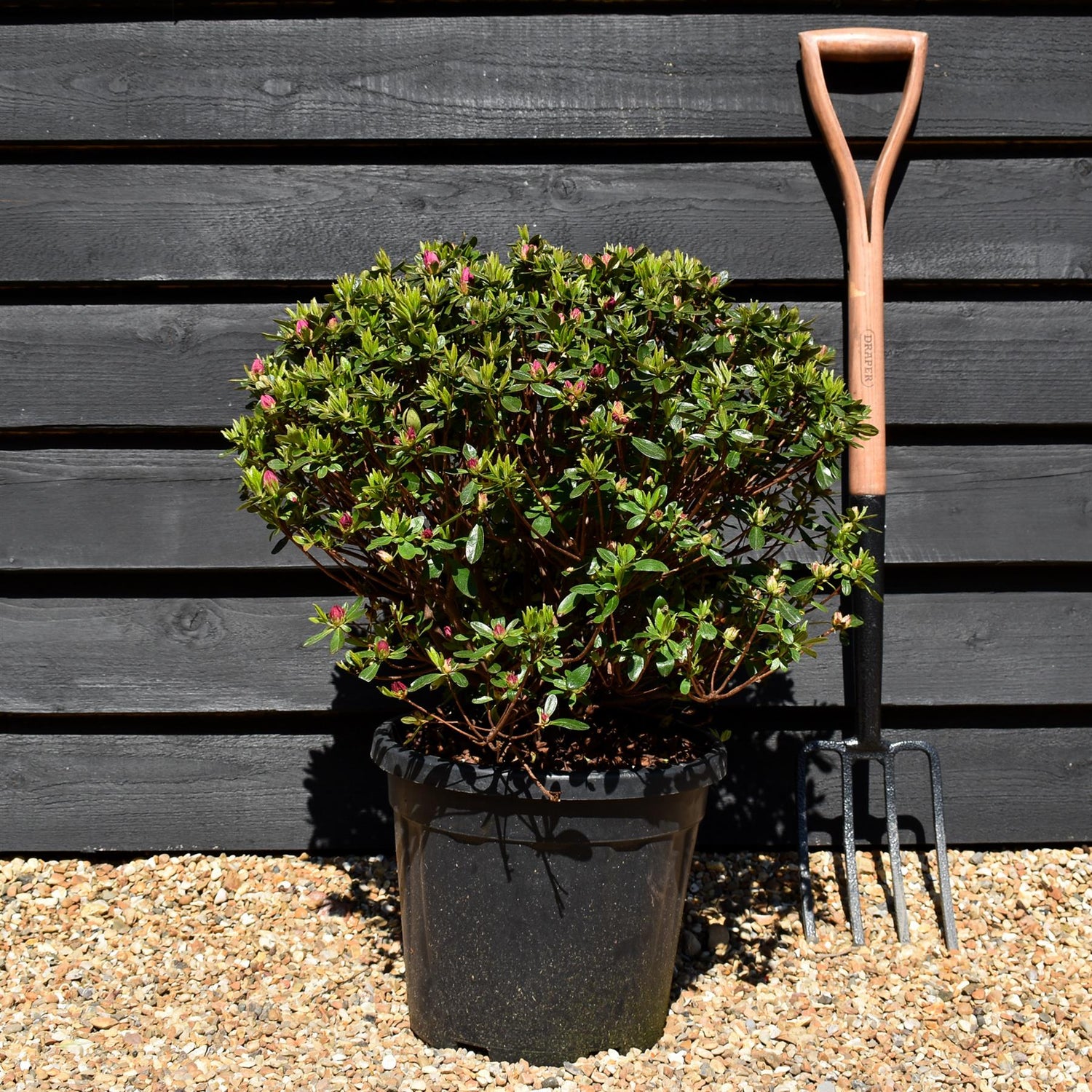 Azalea Japonica 'Girards fuchsia' - 75cm - Bushy - 15lt