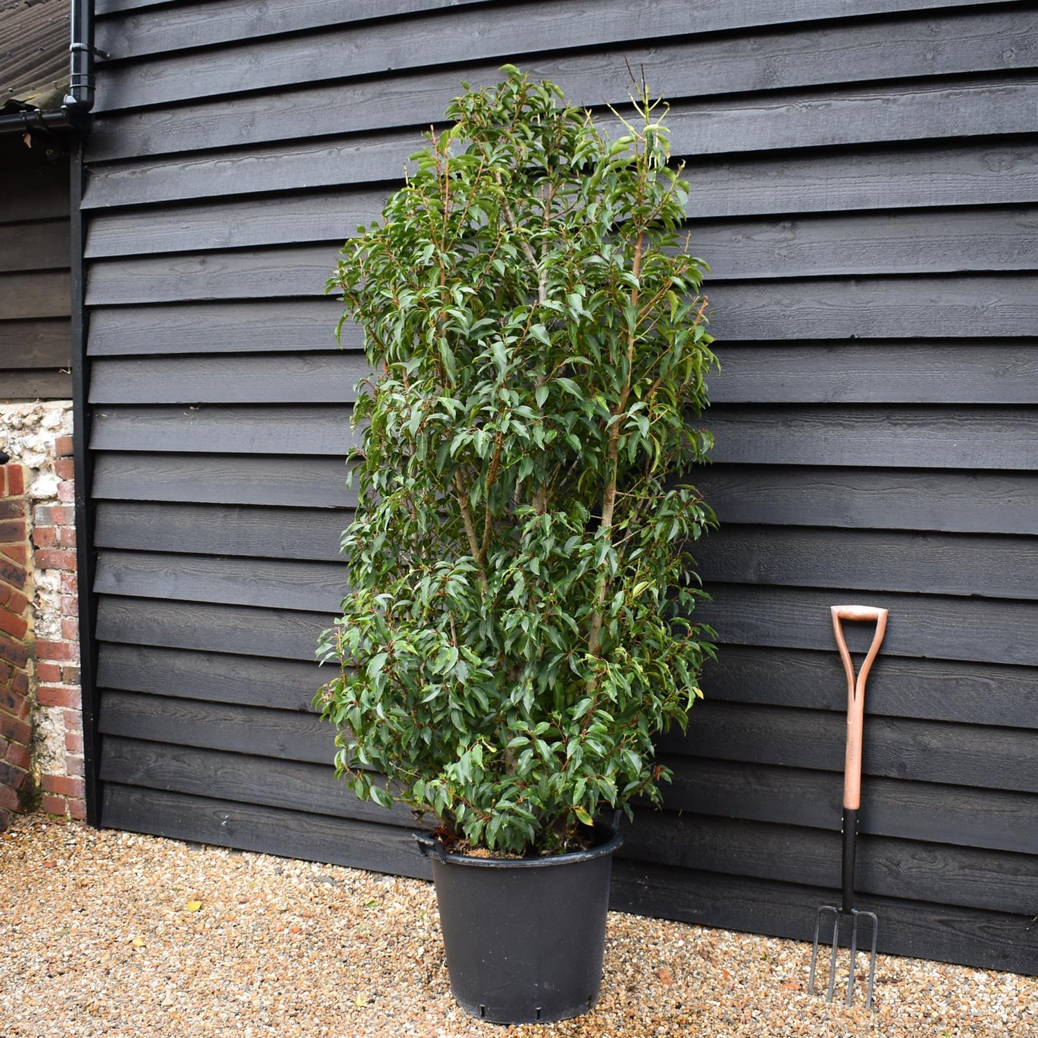 Prunus lusitanica 'Myrtifolia' - Bushy - 200-220cm - 50lt