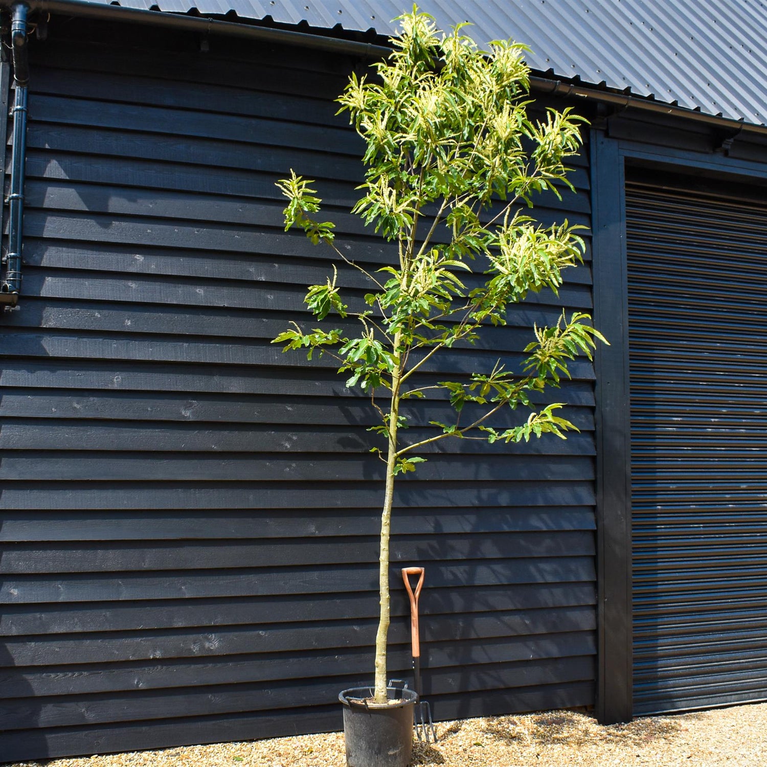 Sweet Chestnut | Castanea sativa - Height 270-290cm - Girth 10-12cm - 70lt