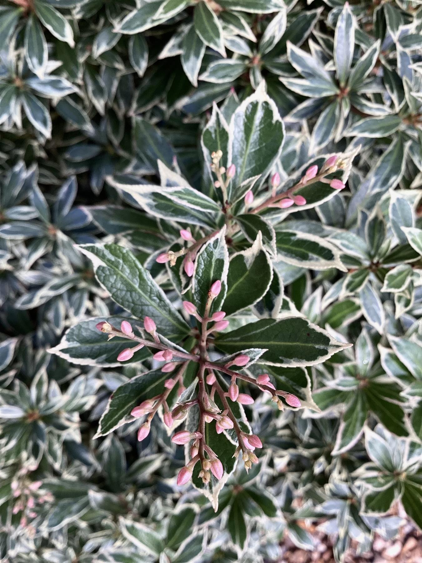 Pieris japonica 'Little Heath' - Shrub - Height 30-40cm - Width 40cm - 7lt