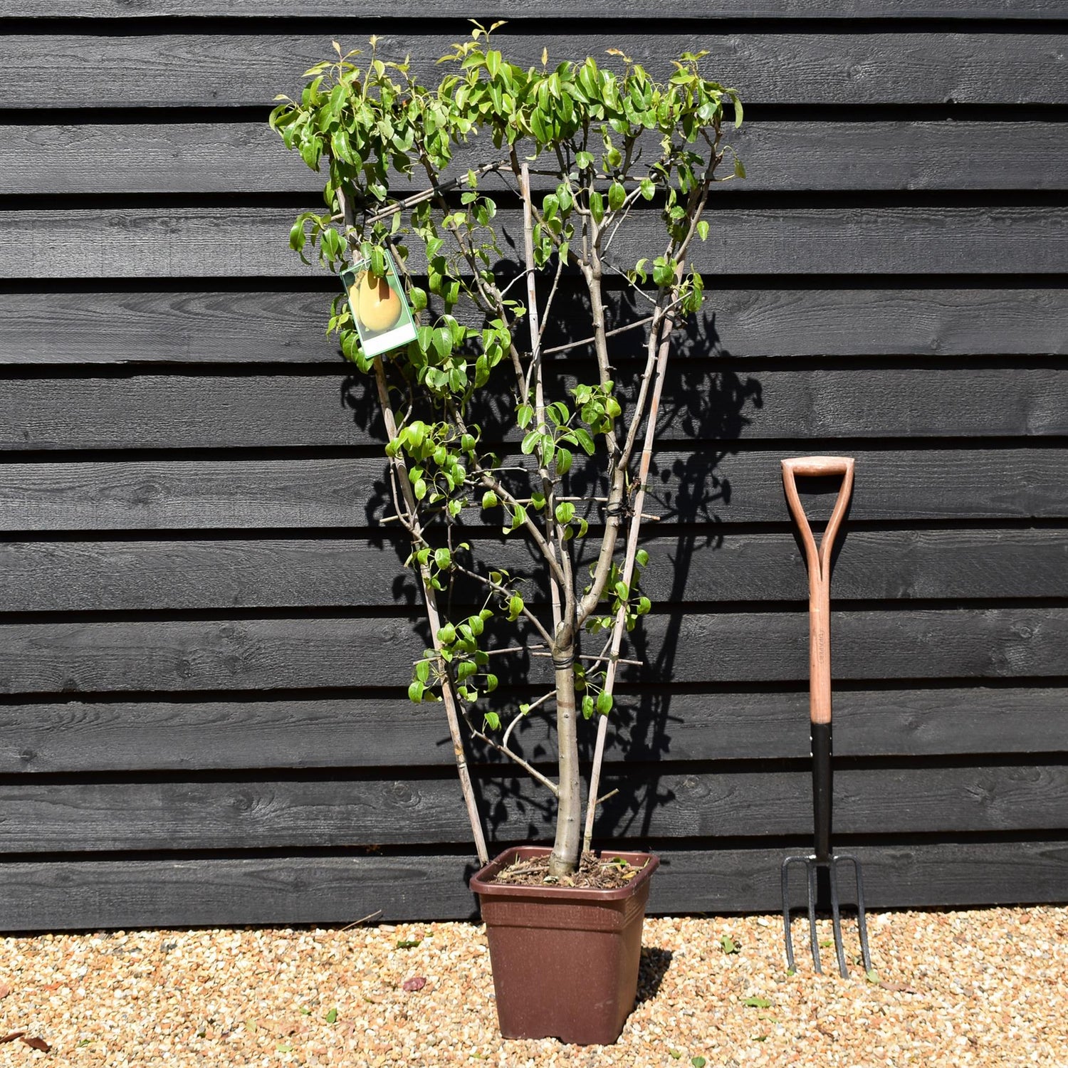 Pear tree 'Bonne Louise' | Pyrus communis  - Frame - Height 140-150cm - 15lt