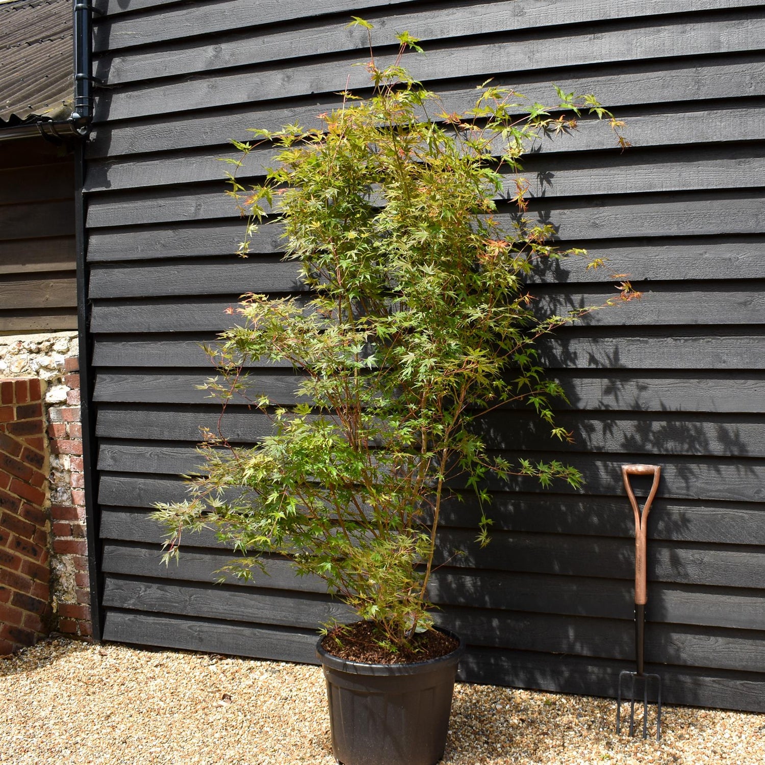 Red Bark Japanese Maple | Acer palmatum 'Sango-kaku' - Bushy - Height 190-210cm - 55lt