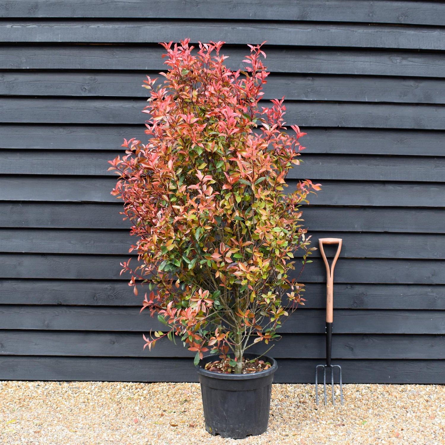 Photinia Red Robin - Compacta - Bushy - Height 170-180cm - 35lt