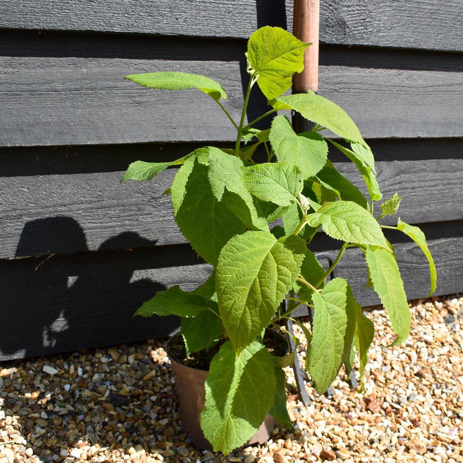 Hydrangea arborescens 'Annabelle' - 30/40cm, 3lt