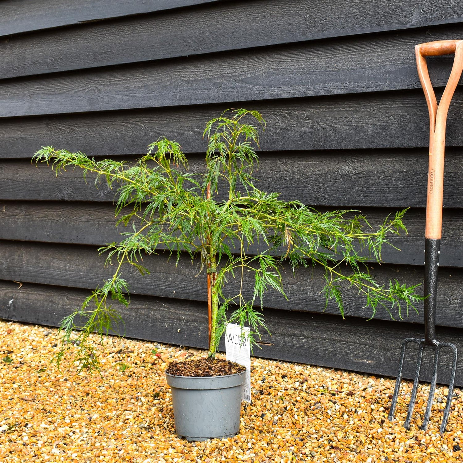 Laceleaf Japanese maple | Acer palmatum Dissectum -  - Clear Stem 20cm - Height 50-70cm - 4lt