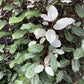 Elaeagnus ebbingei | Ebbing's Silverberry - 160-180cm - 18lt