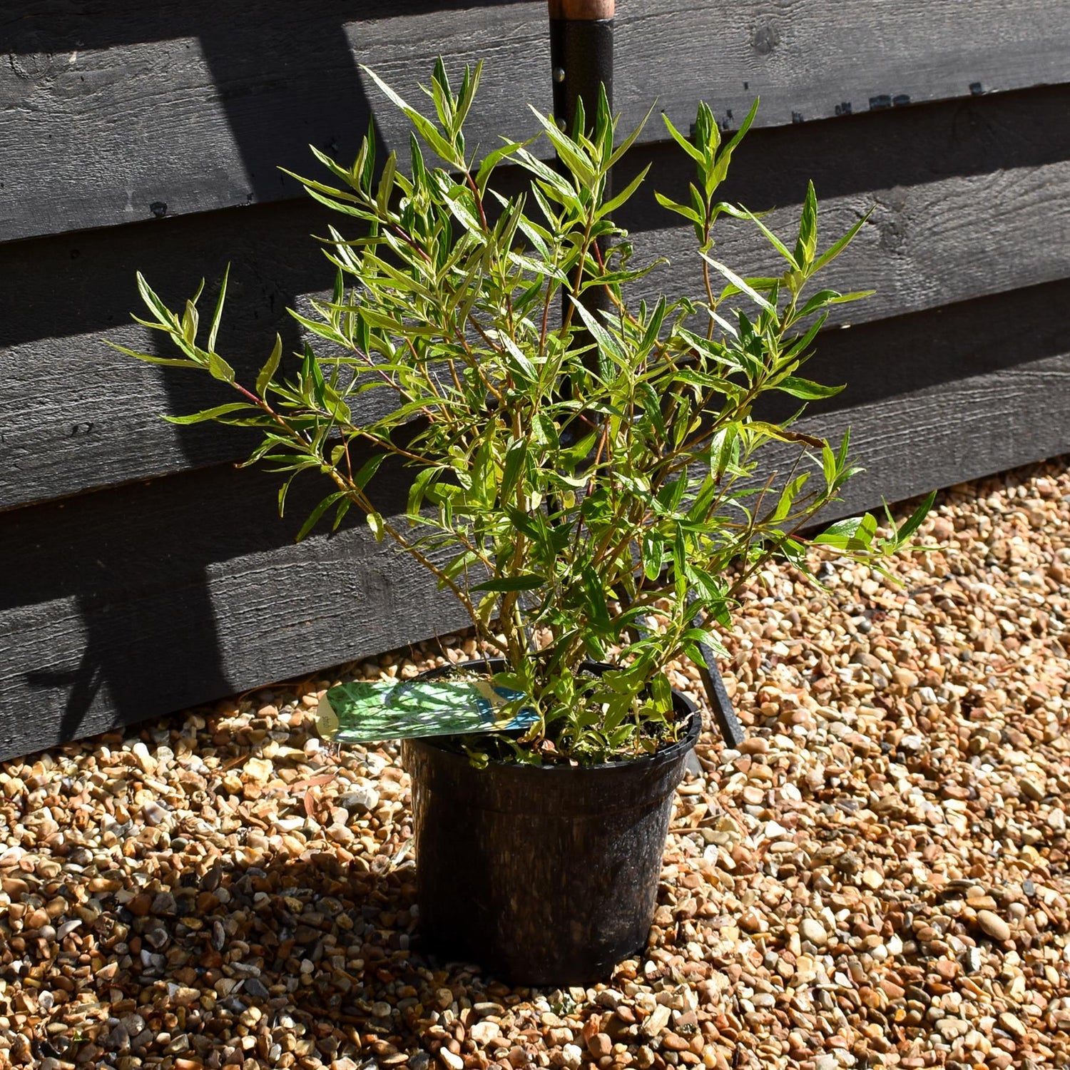 Caryopteris - clandonensis (Bluebeard) 'Kew Blue' - 10/20cm, 2lt