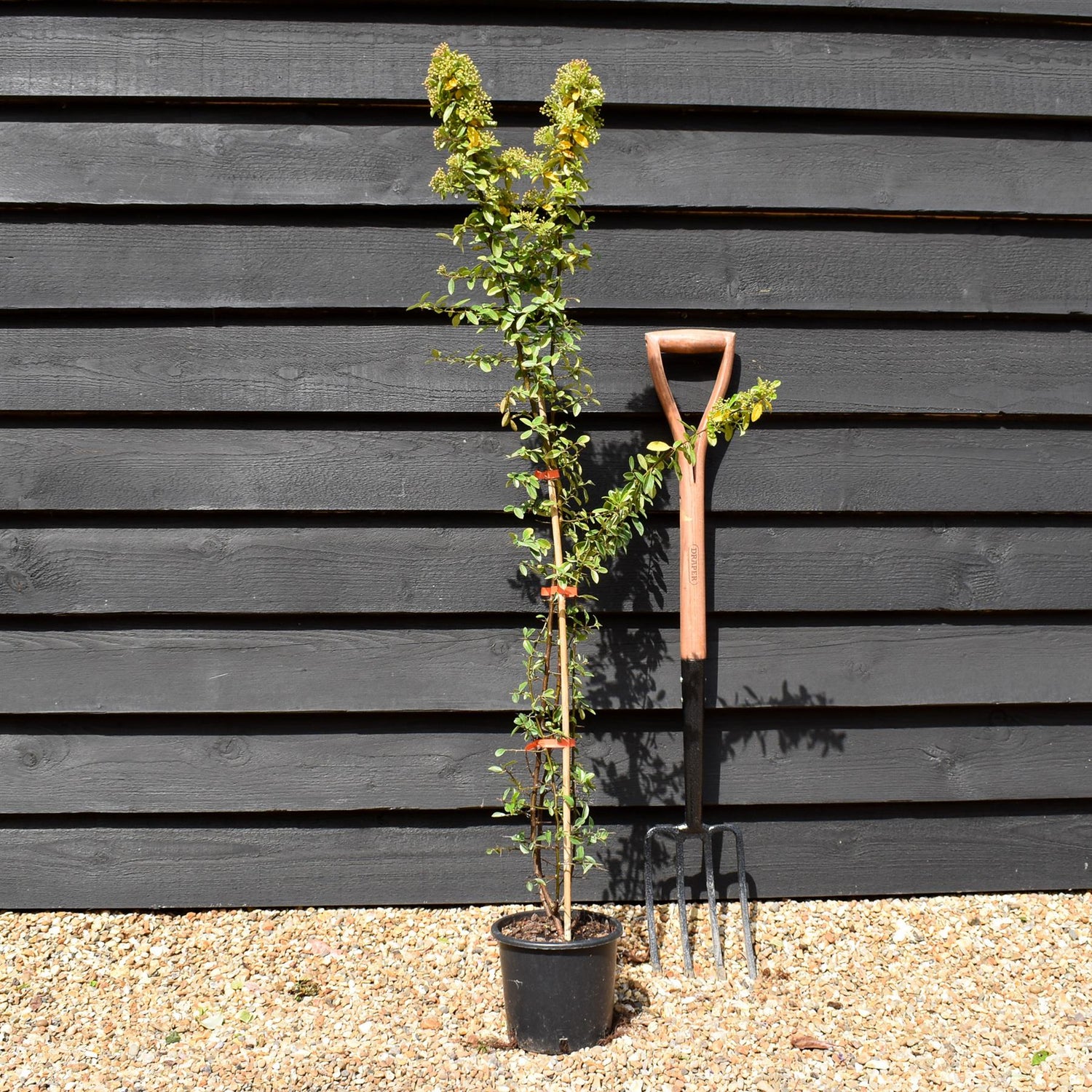 Pyracantha 'Orange Glow' Height100-125cm -3lt