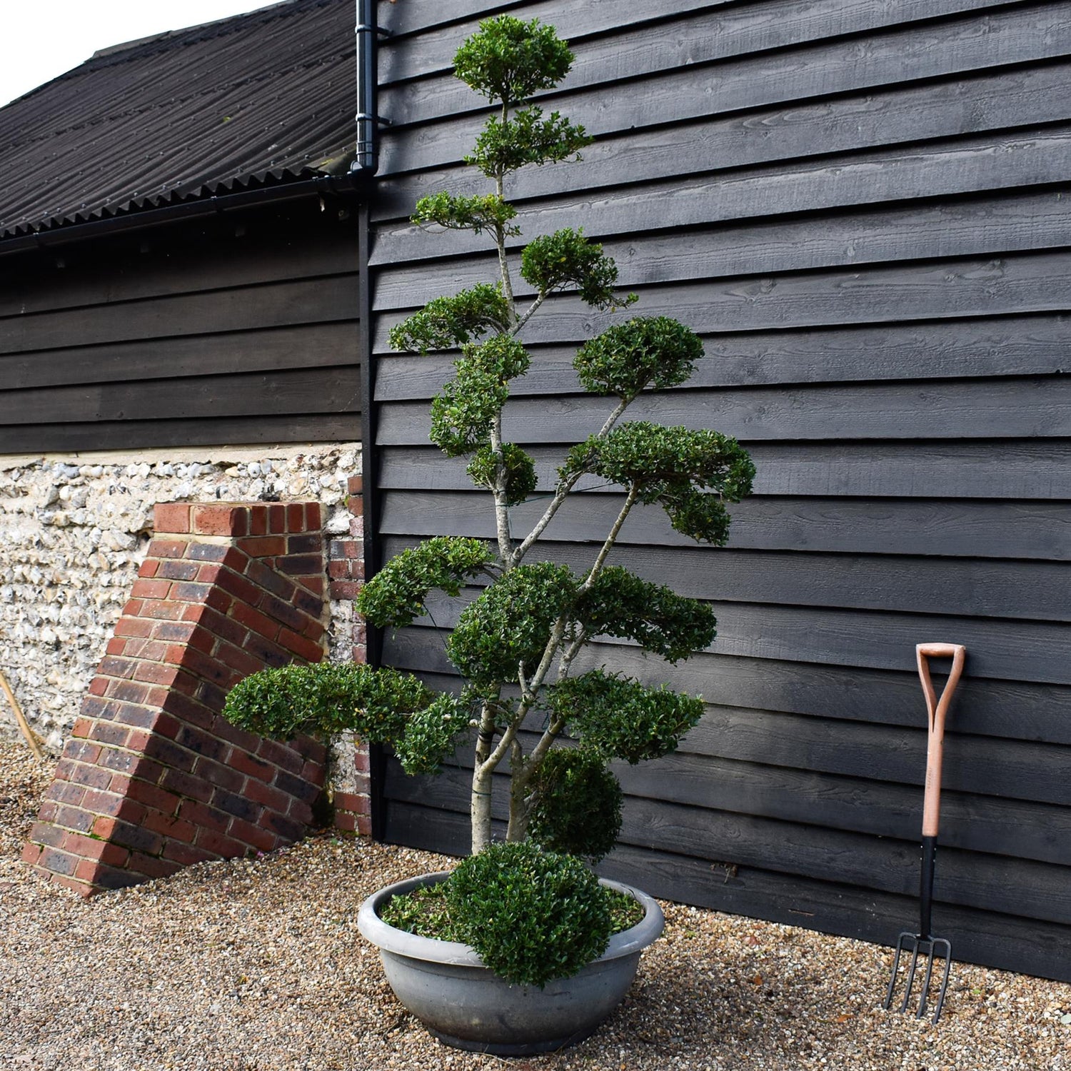 Ilex crenata Green Glory| Japanese Holly - Bonsai - Height 200-210cm - 70lt