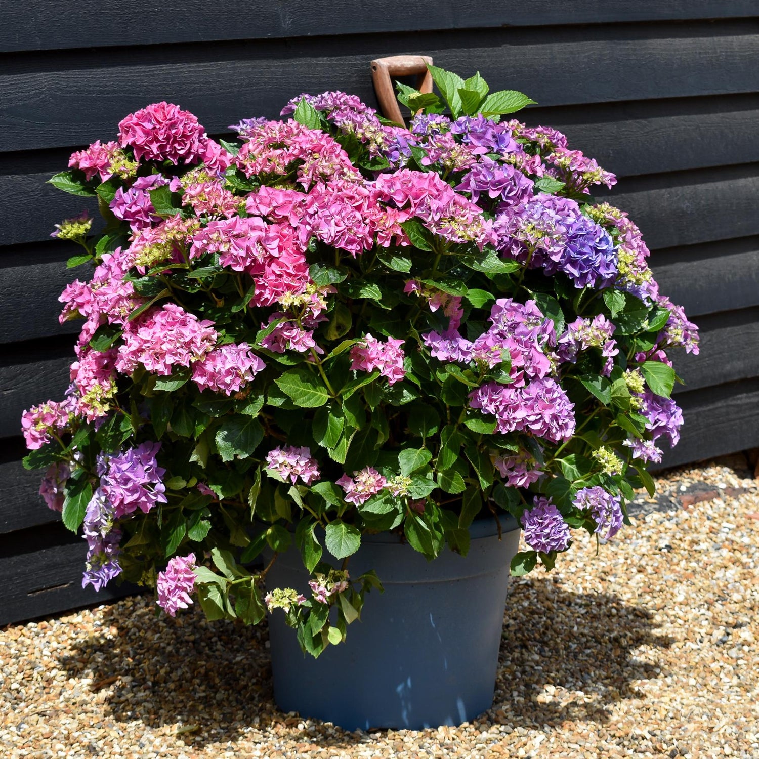 Hydrangea Original Mophead - Blue | Blue Hydrangea Height 40-50cm Width 50cm - 40lt