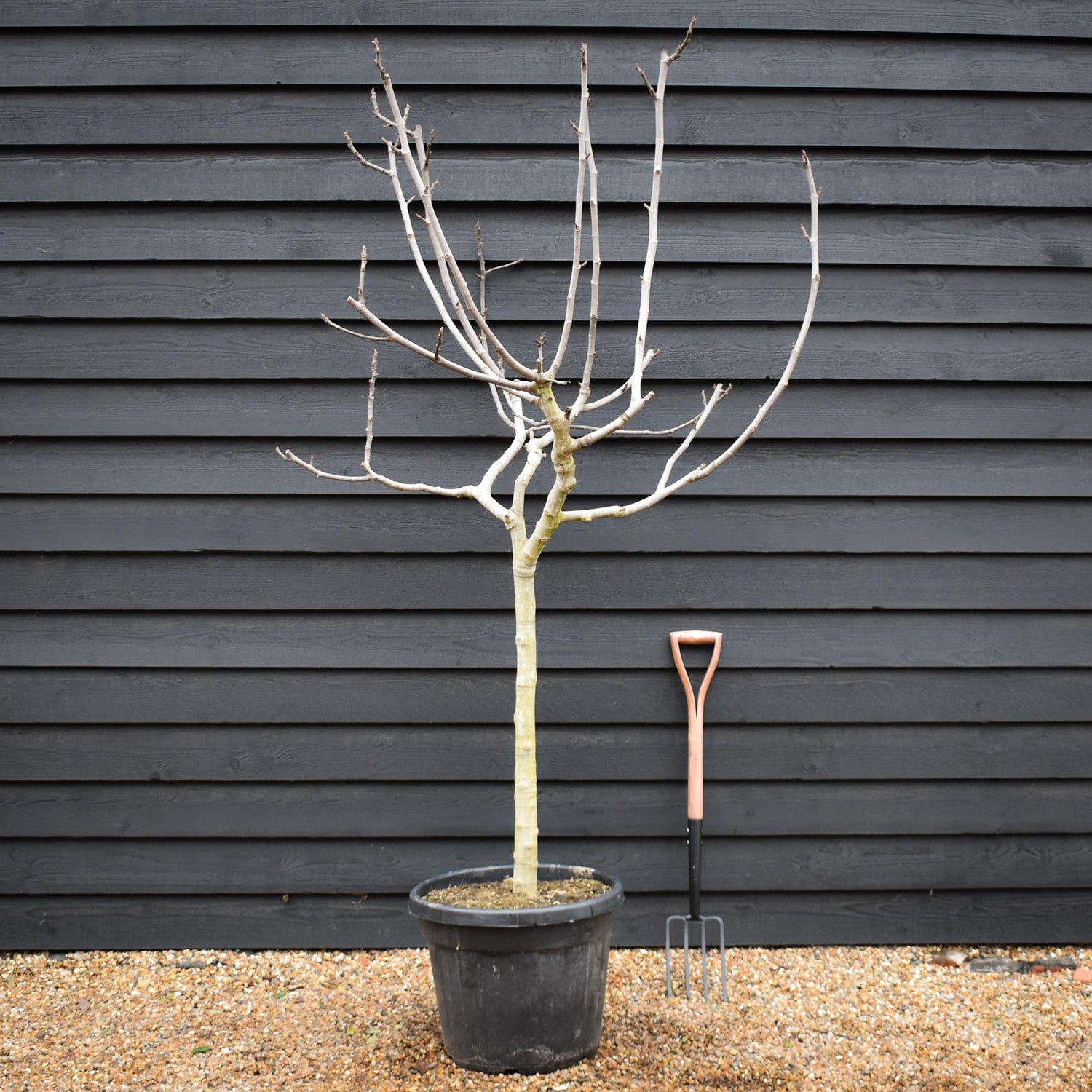 Fig -Ficus carica 'Brown Turkey' - Half Standard - Clear Stem 80-90cm - Height 200-220cm - 55lt