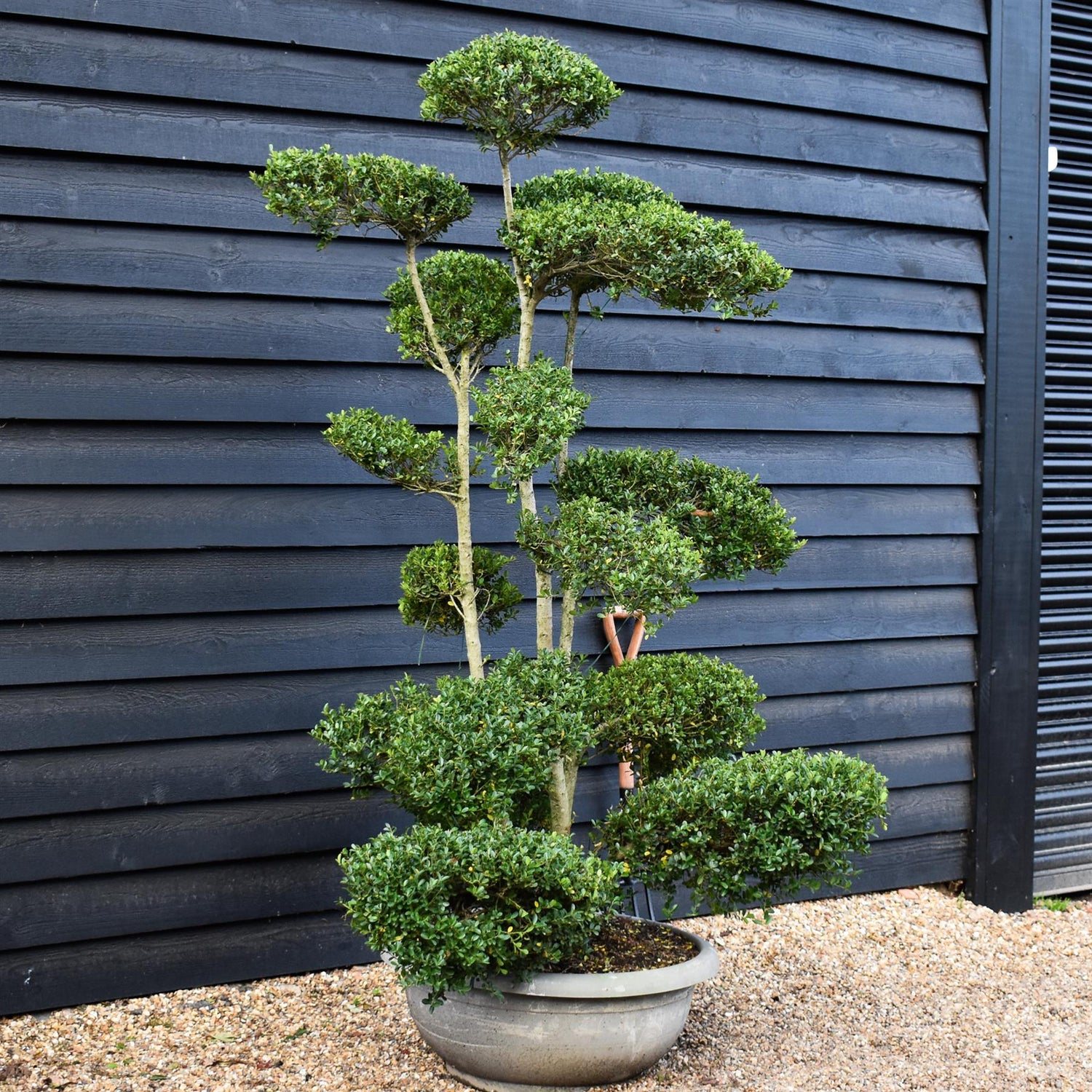 Ilex crenata Green Glory| Japanese Holly - Bonsai - Height 200-210cm - 70lt