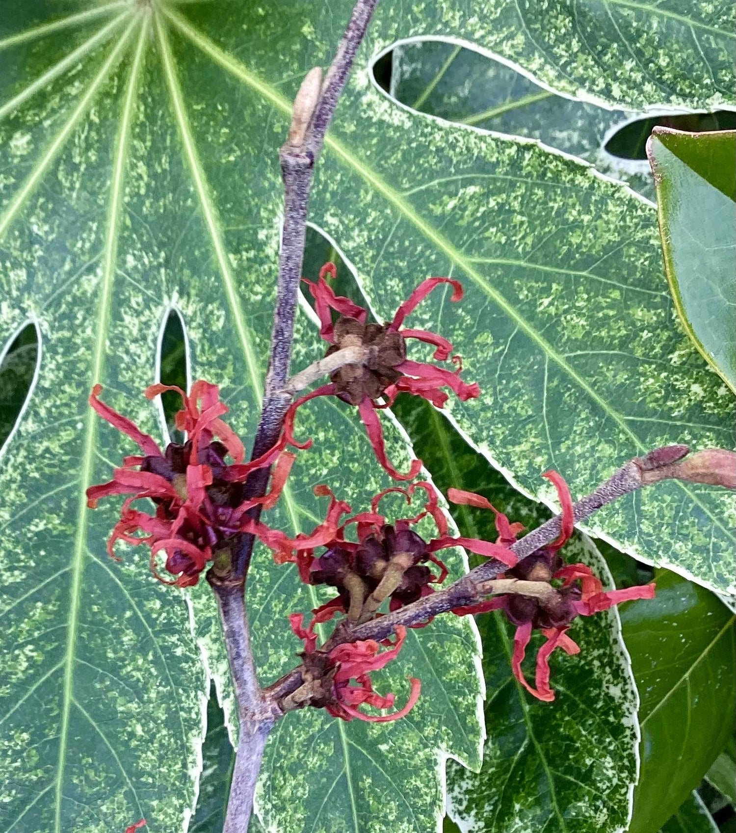Hamamelis Intermedia 'Diane' - 50-60cm, 5lt