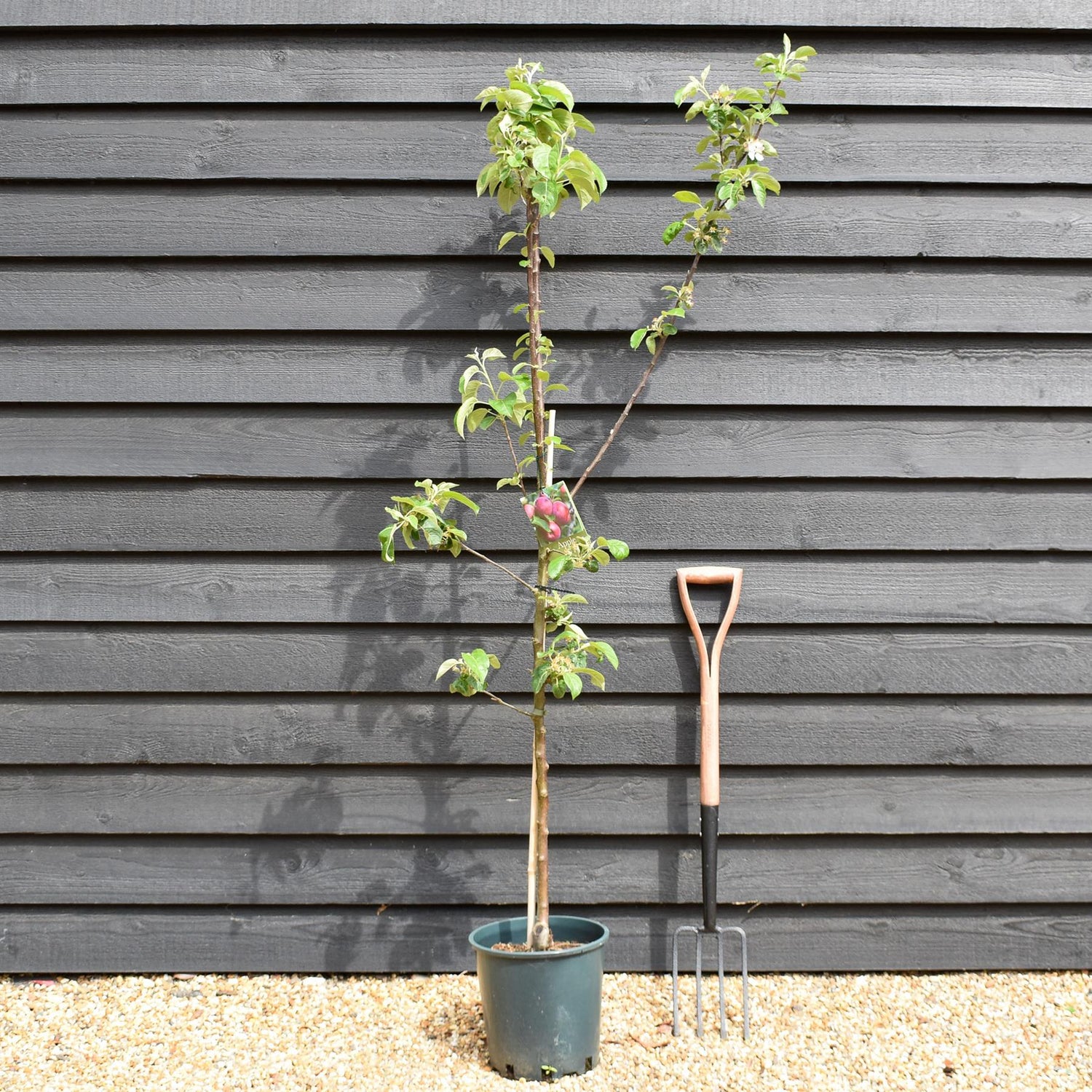 Apple tree 'Spartan' | Malus domestica - M26 - Dwarfing - Height 150-160cm - 12t