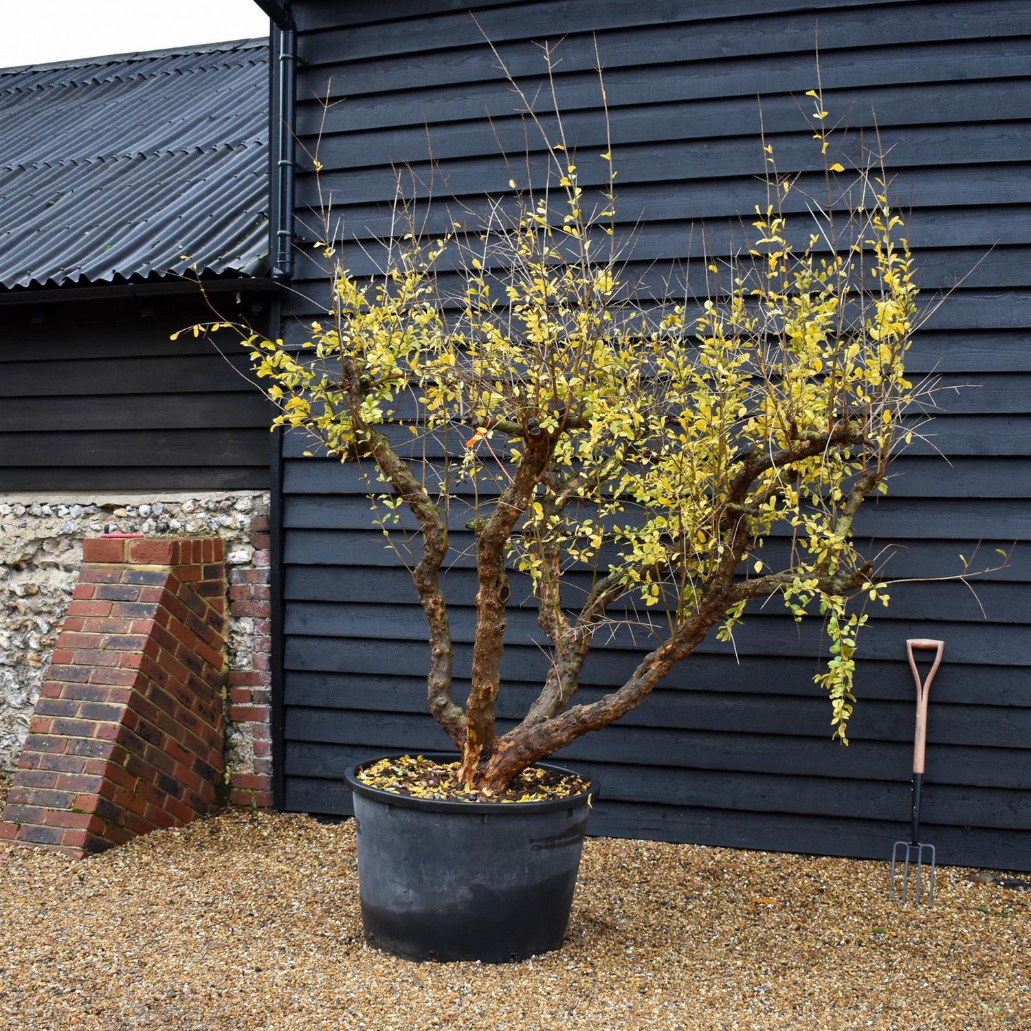 Pomegranate | Punica granatum - Mature Specimen 9A - 4 Branches - Height 220-240cm - 230lt