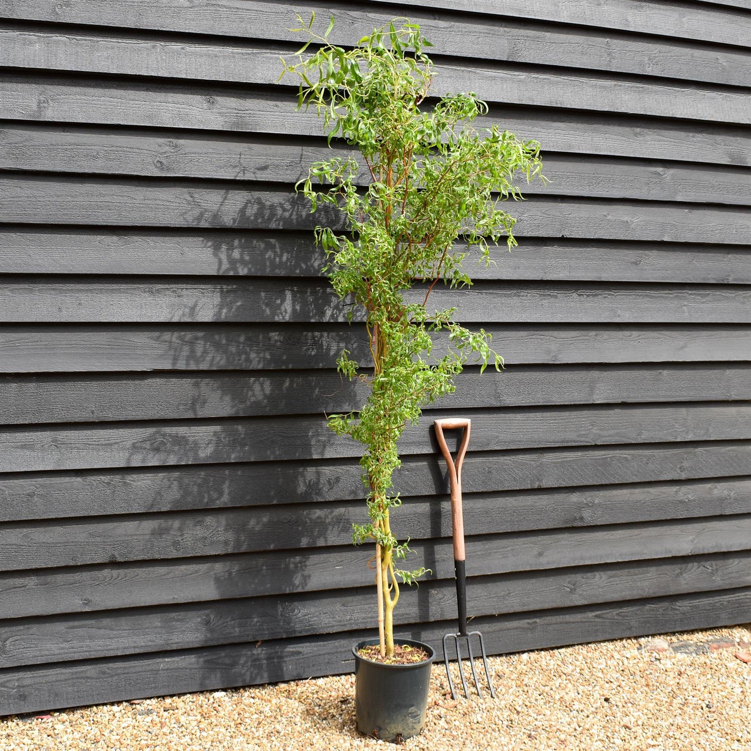 Salix x sepulcralis 'Erythroflexuosa' | Willow 'Erythroflexuosa' -  Tree - Height 150-200cm - 12lt