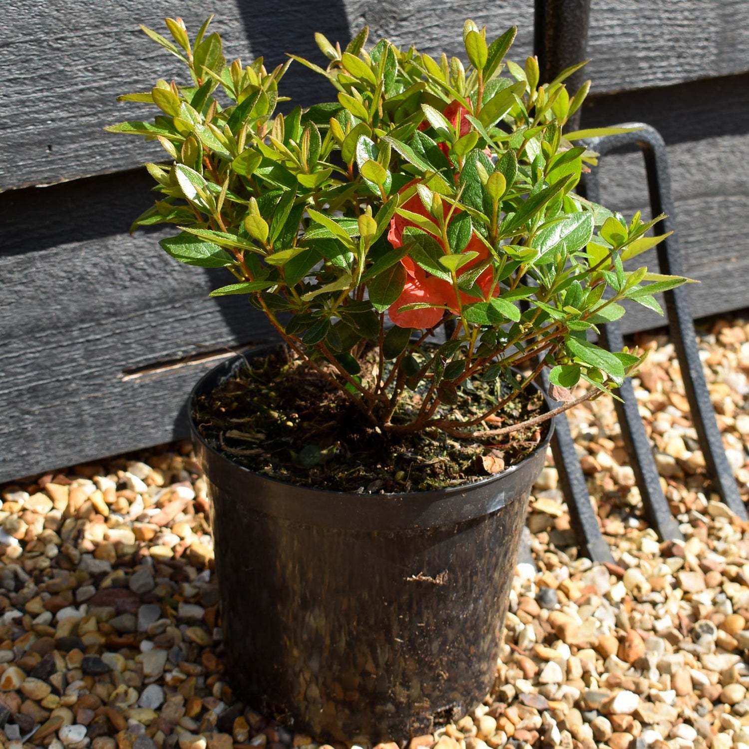 Azalea Japonica 'Orange Beauty' - Height 10-20cm - Bushy - 2lt