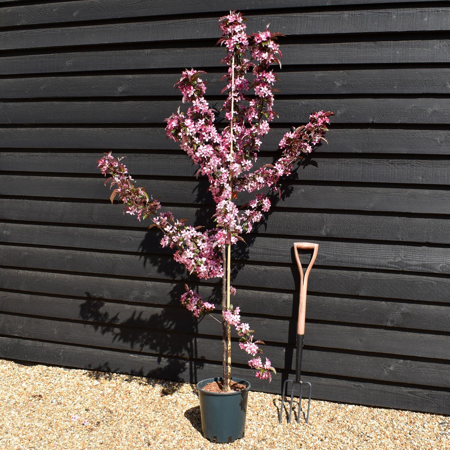 Crab apple | Malus Royal Raindrops - Height 160-180cm - 12lt