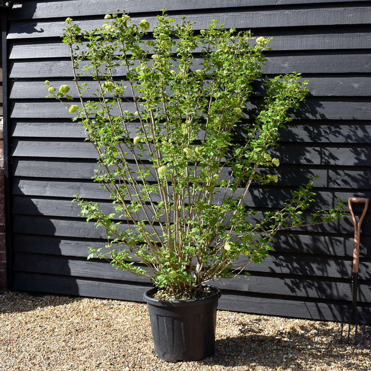 Viburnum Opulus - Multistem - 140-160cm - 55lt