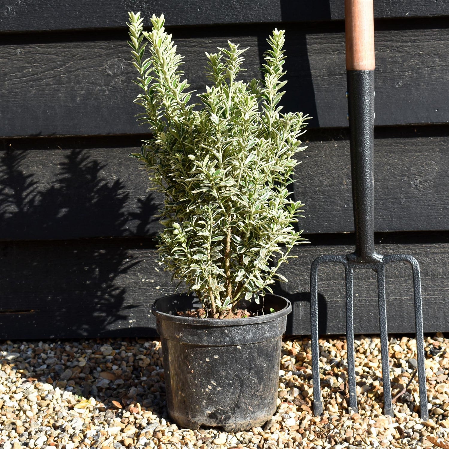 Euonymus japonicus 'Microphyllus Albovar' - Height 30-50cm - 2lt
