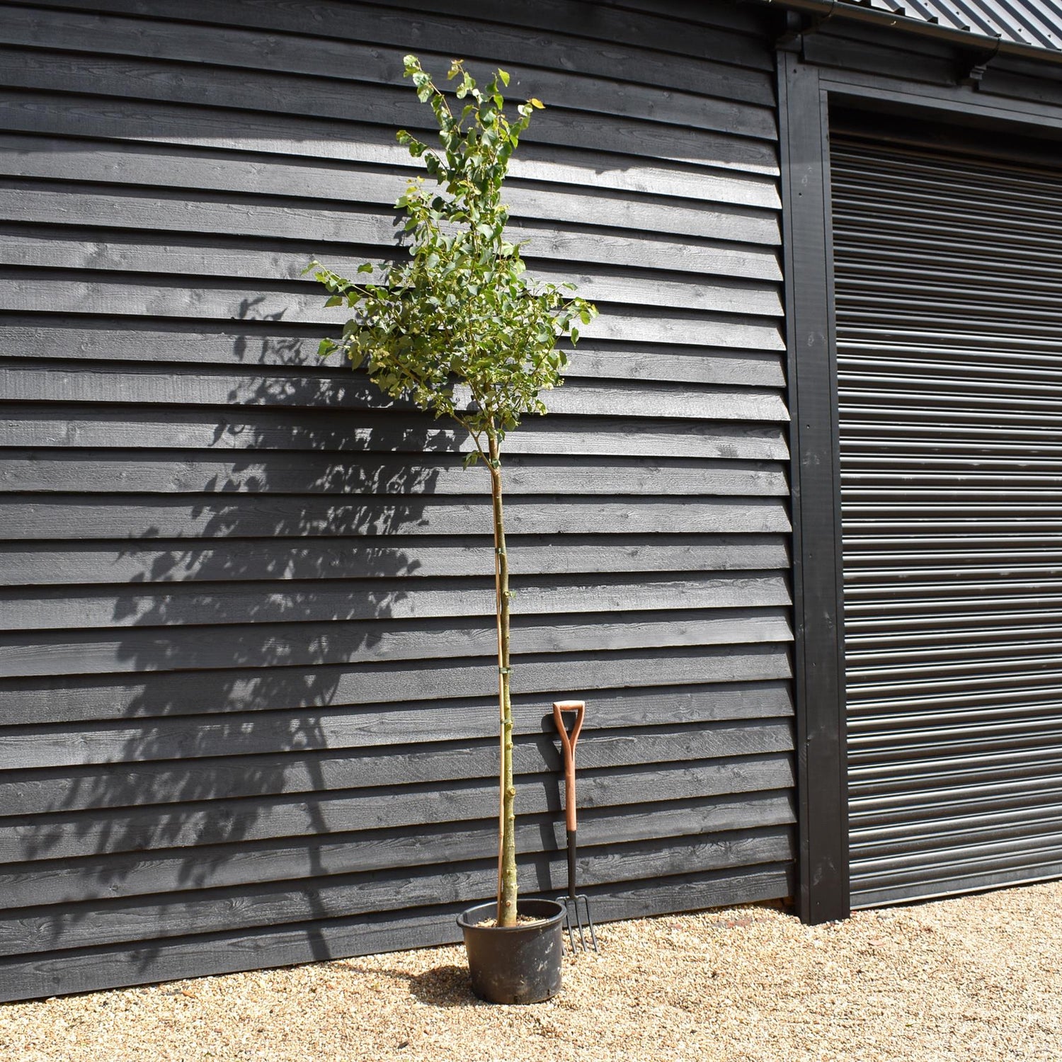 Small-Leaved Lime | Tilia cordata - Height 220-250cm - Girth 6-8cm - 30lt