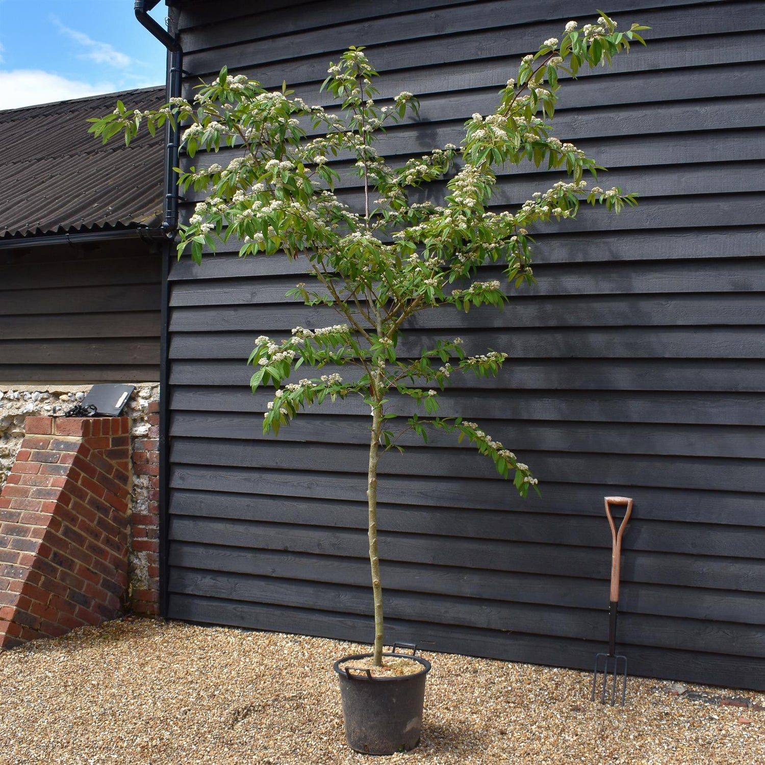 Cotoneaster x watereri - Clear Stem - Height 270-320cm - 30lt