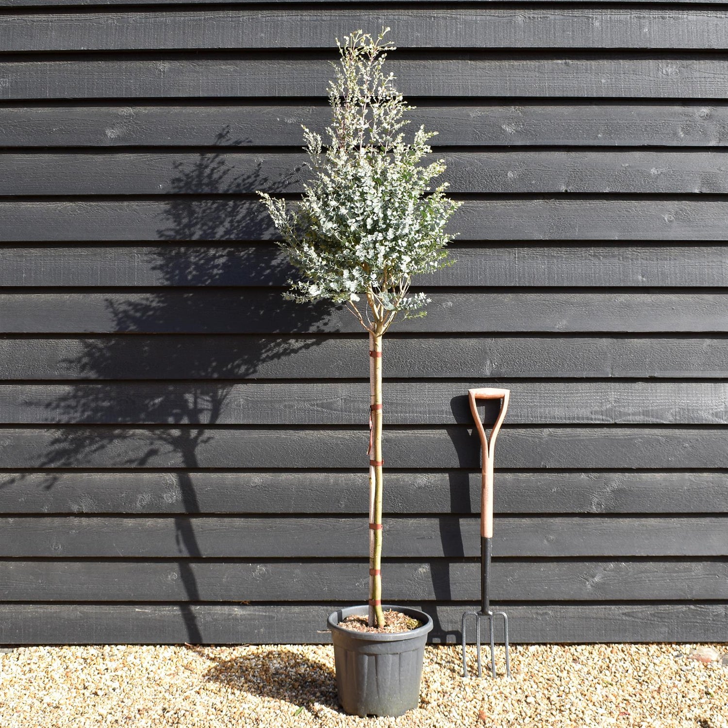 Eucalyptus gunnii Azura - Clear Stem 90cm - Height 170-180cm - 15lt