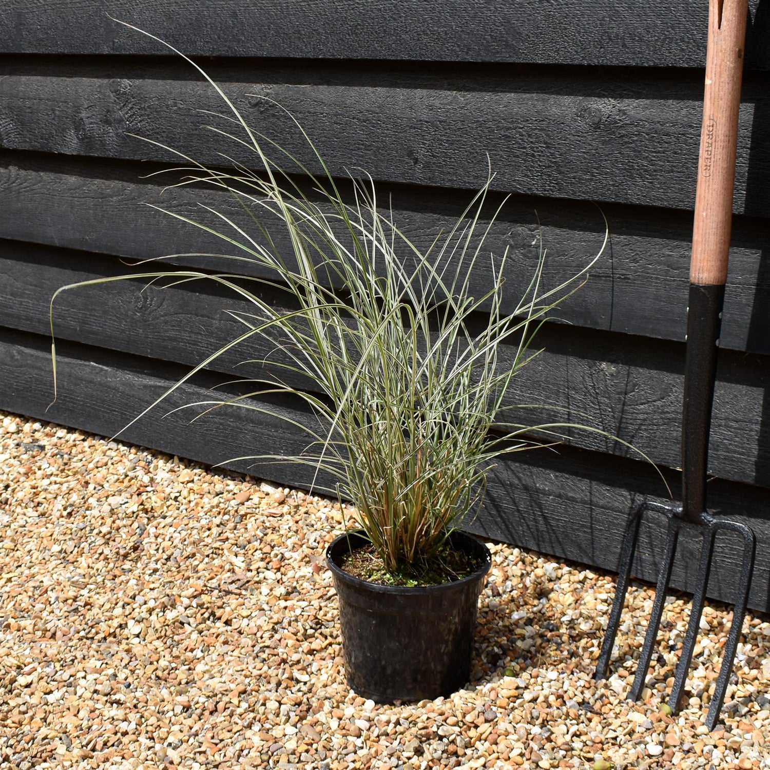 Miscanthus sinensis | Ornamental grass 'Morning Light' - 3lt