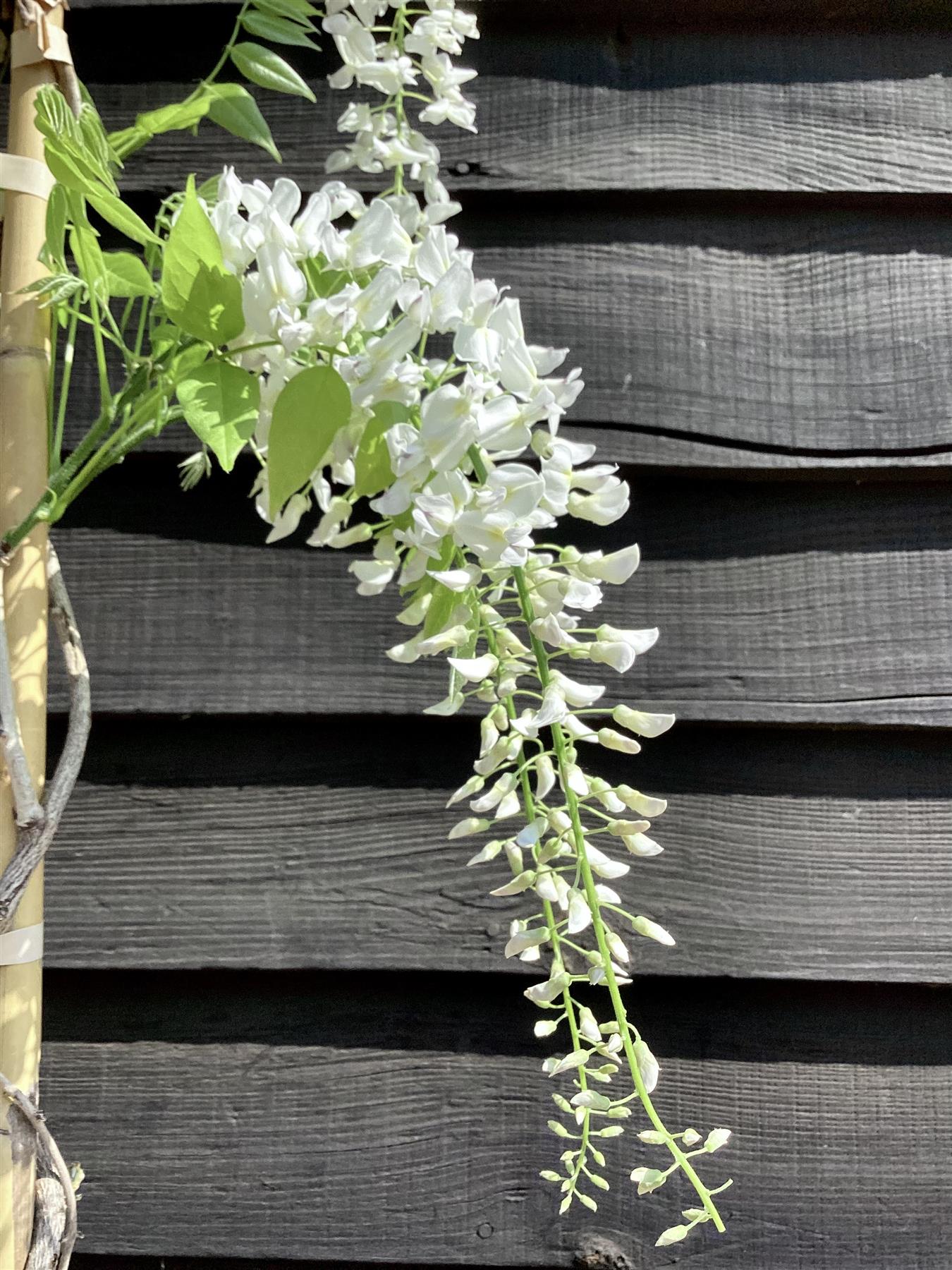Wisteria floribunda | Japanese wisteria ' - Cane - 300-350cm - 12lt