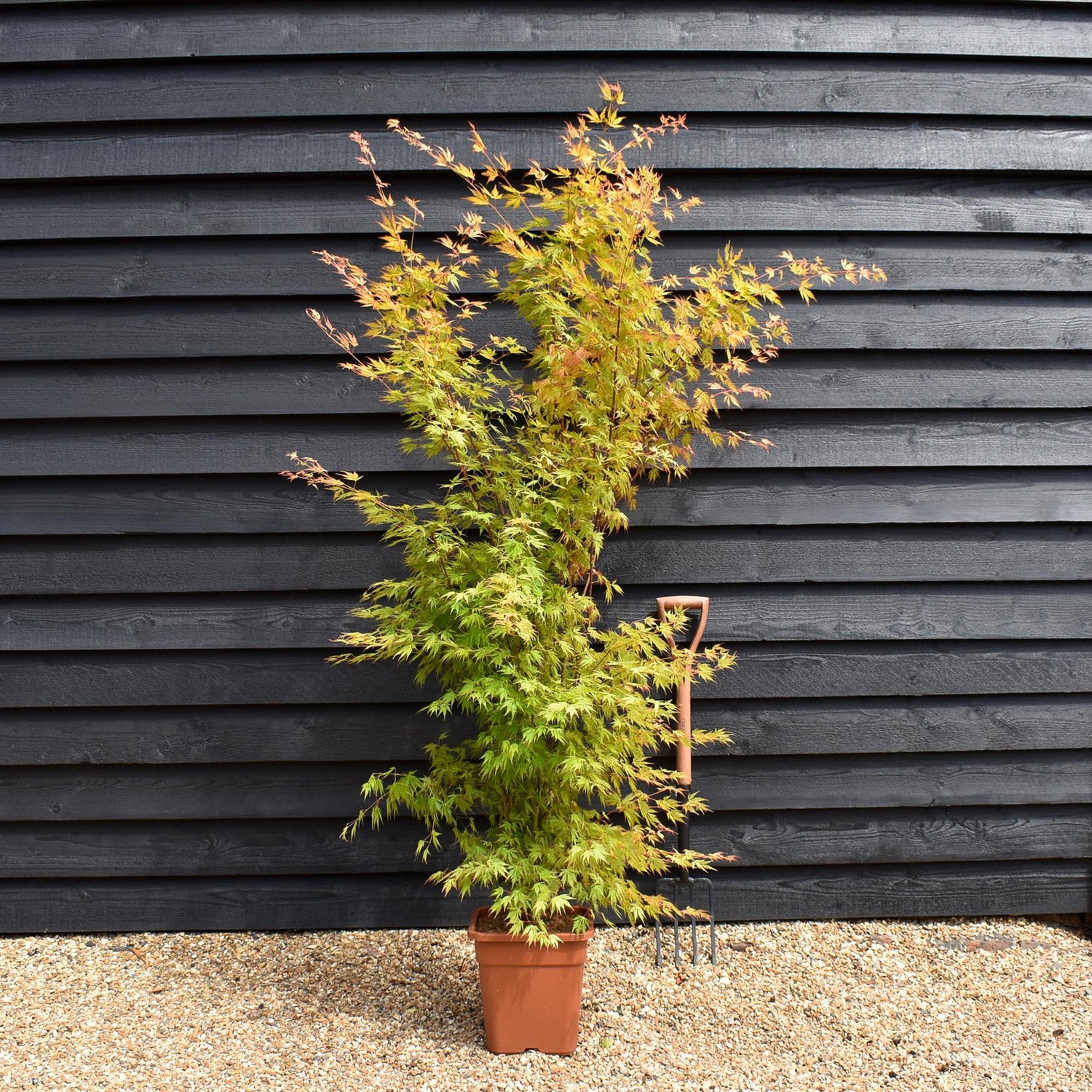 Japanese Maple | Acer palmatum 'Orange Lace' - Bushy - Height 100-130cm - 18-20lt