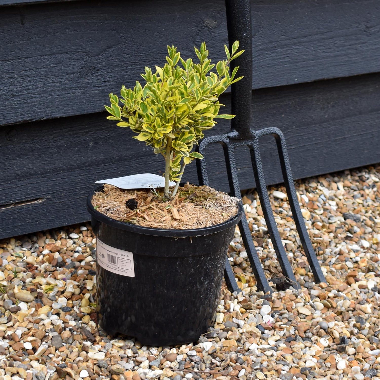 Ligustrum ovalifolium Argenteum - Height 15-25cm - 2lt