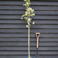 Apple tree 'John Downie' | Malus domestica - 160-180cm - 10lt