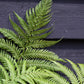 Dicksonia antarctica | Australian tree fern - 140-160cm - 30lt