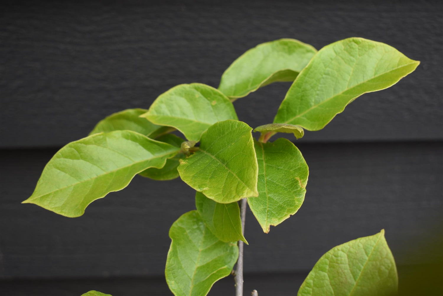 Magnolia Genie 1/4 Standard | Magnolia Genie - 165-210cm, 18lt