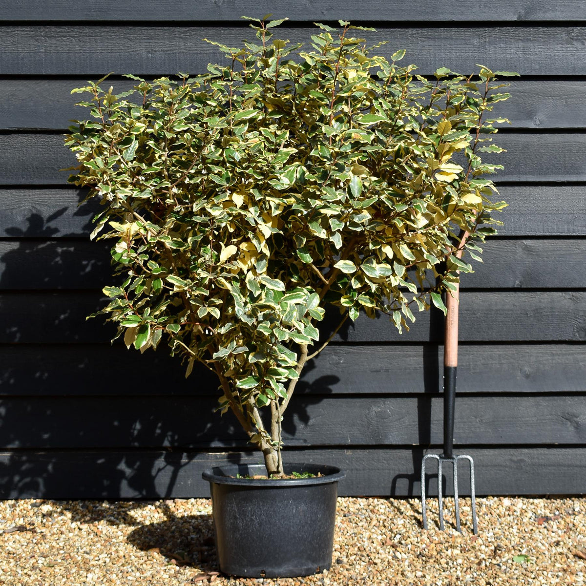 Elaeagnus  submacrophylla 'Viveleg' - Shrub - Height 110-140cm -20lt