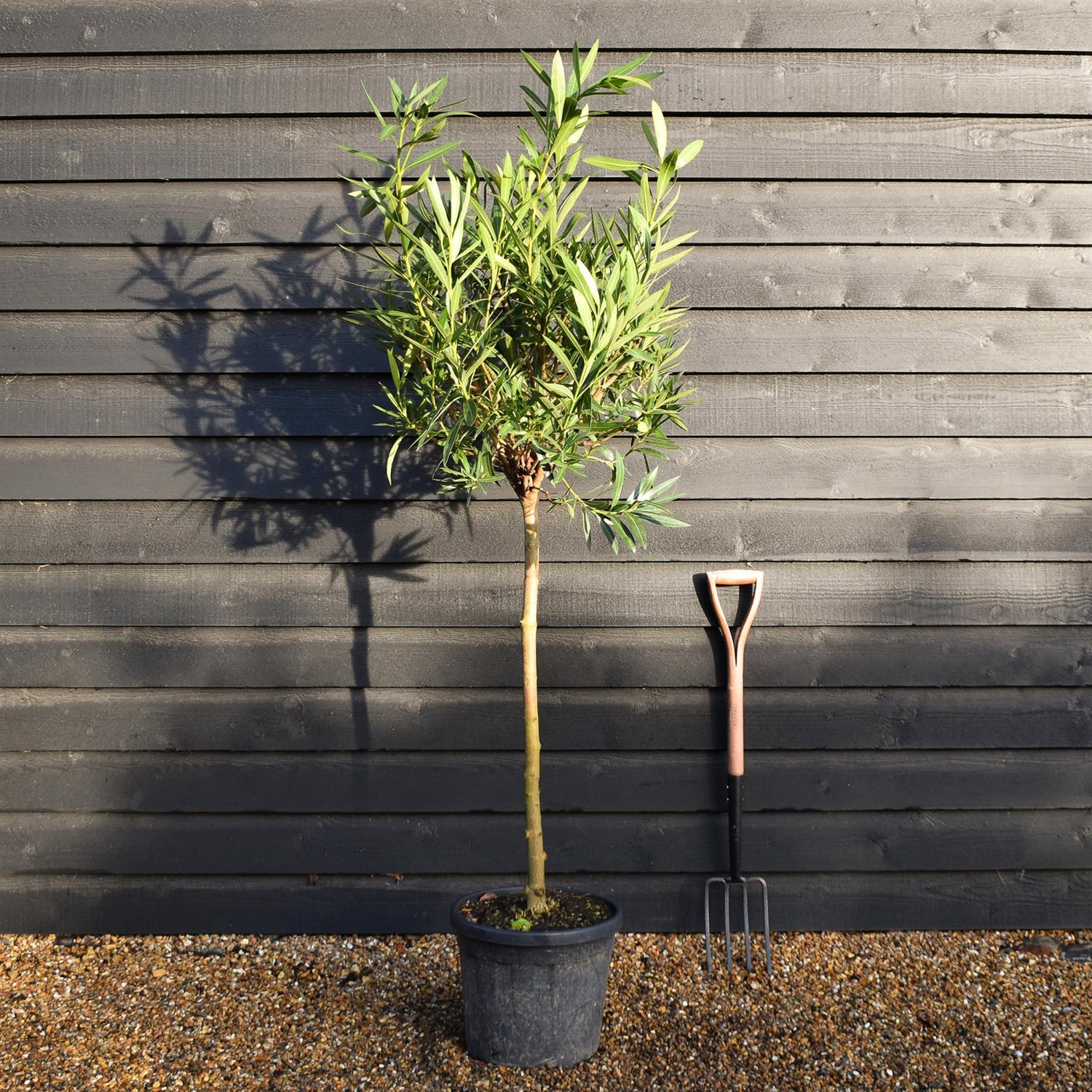 Nerium oleander - Rosa Semplice - Clear Stem 90-100cm - Height 190-220cm - 25lt