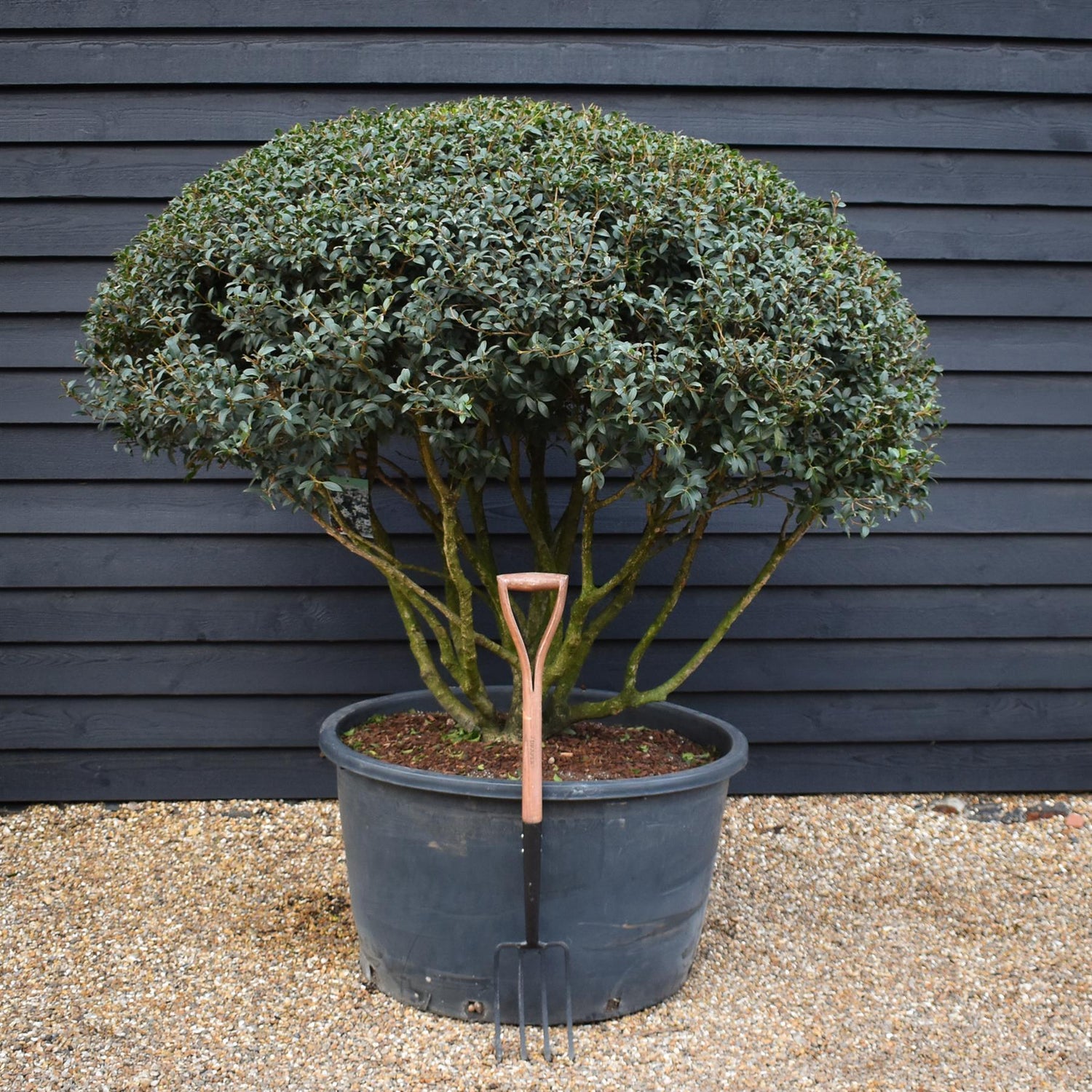Osmanthus x burkwoodii | Burkwood Osmanthus - Parachute - Height 150-160cm - Width 160-180cm - 285lt