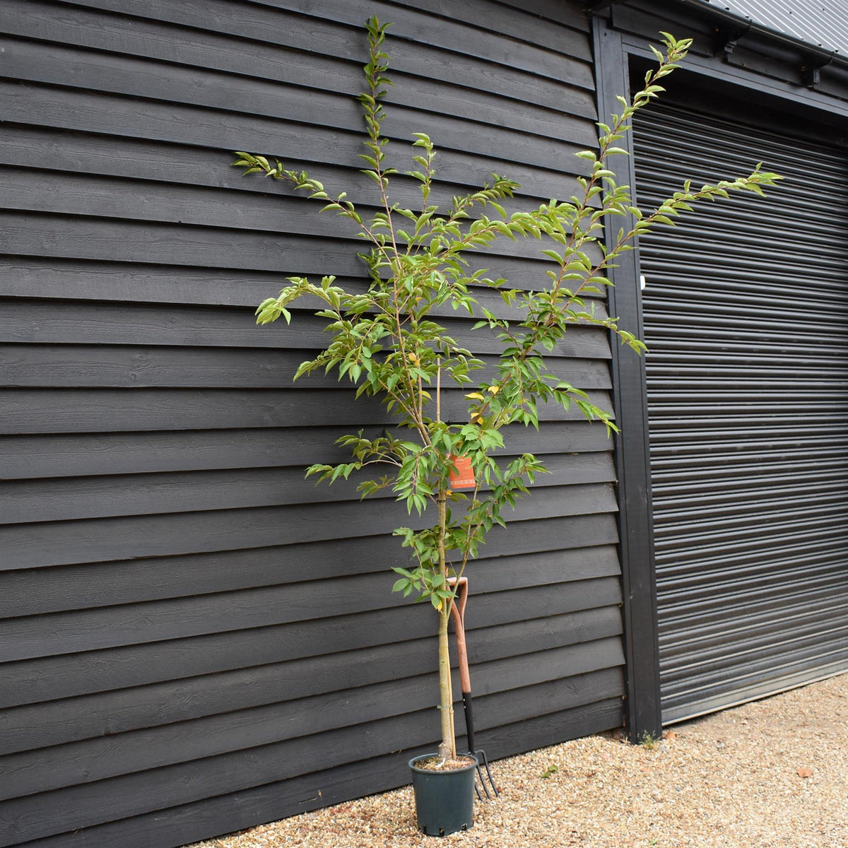 Prunus Royal Flame | Prunus 'Mieke' - Height 190-210cm - 10lt