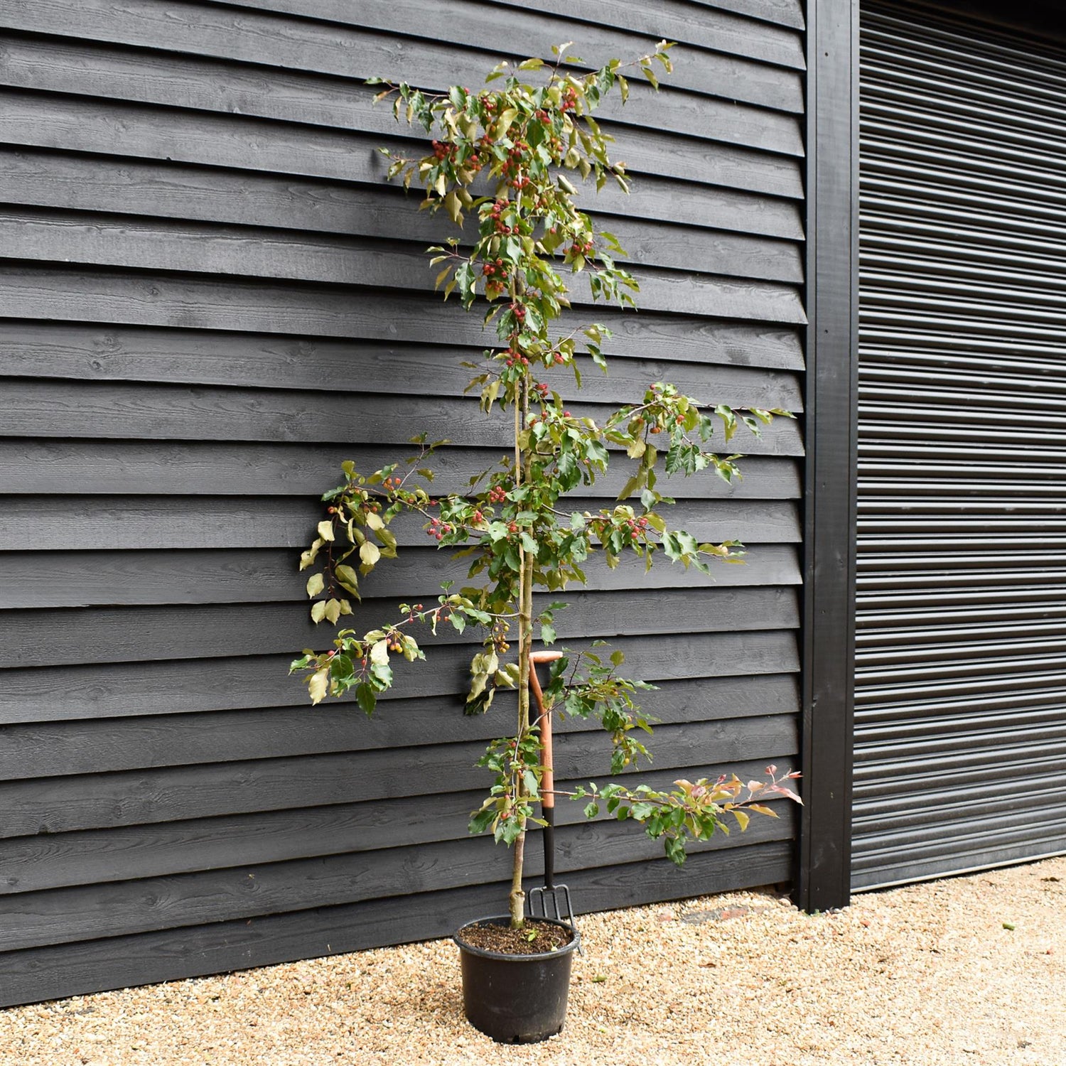 Malus 'Rudolph' - Crab Apple - Height 220-240cm - 20lt