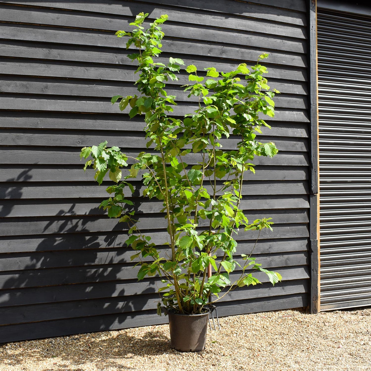 Corylus avellana 'Hazel' - MultiStem - Height 200-250cm - 30lt