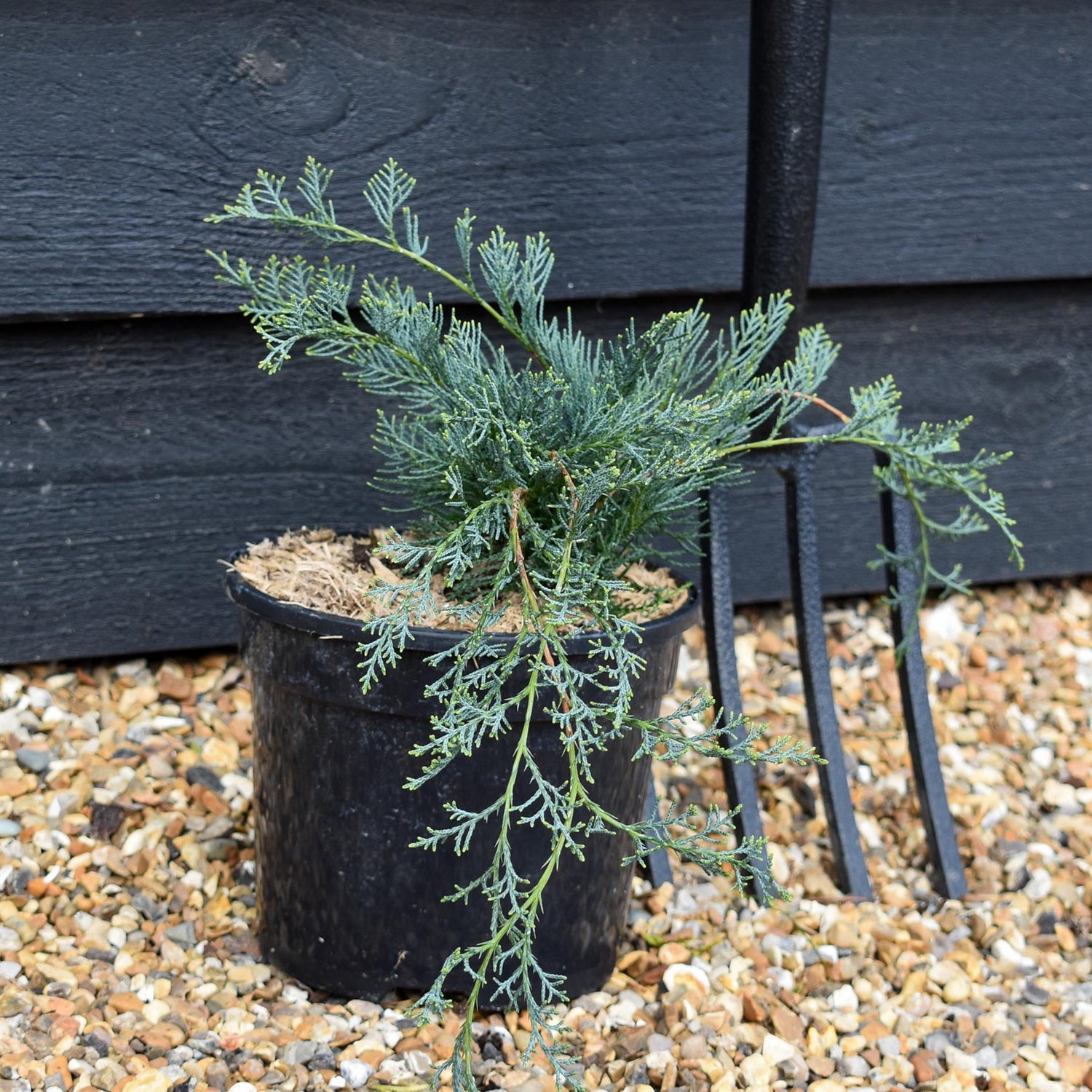 Juniperus 'Grey Owl' - Height 12-15cm - 3lt