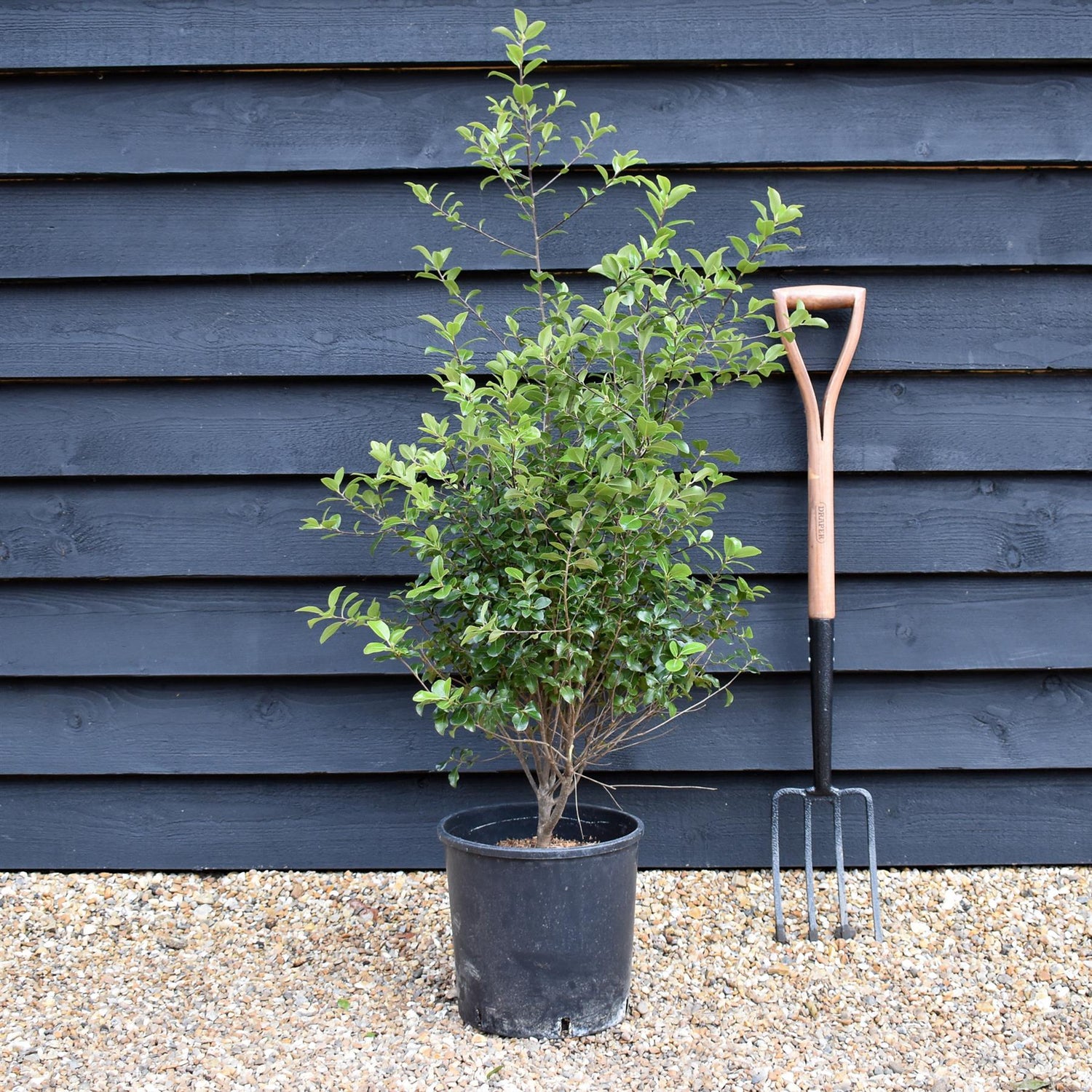 Pittosporum 'Green Elf' - Height 110-120cm -12lt