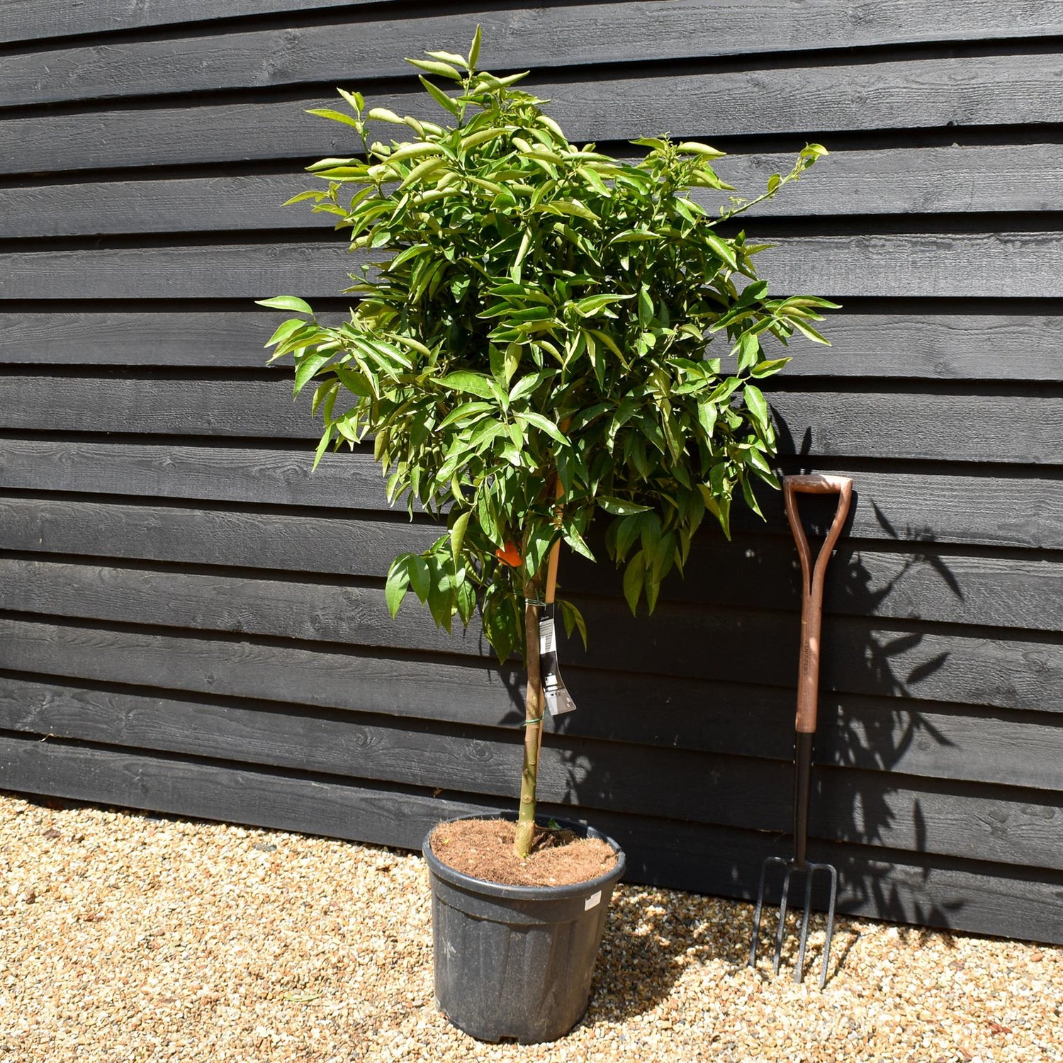 Mandarin Tree|Citrus reticulata 'Mandarino' - Tree -  Clear Stem 50cm - Height 130-140cm - 25lt
