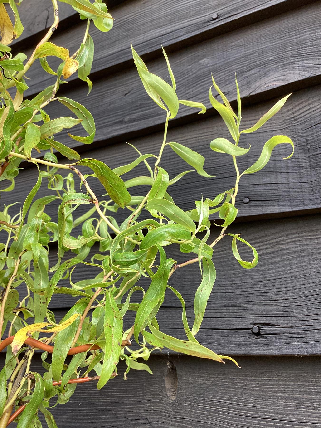 Salix x sepulcralis 'Erythroflexuosa' | Willow 'Erythroflexuosa' - 150-200cm, 10lt