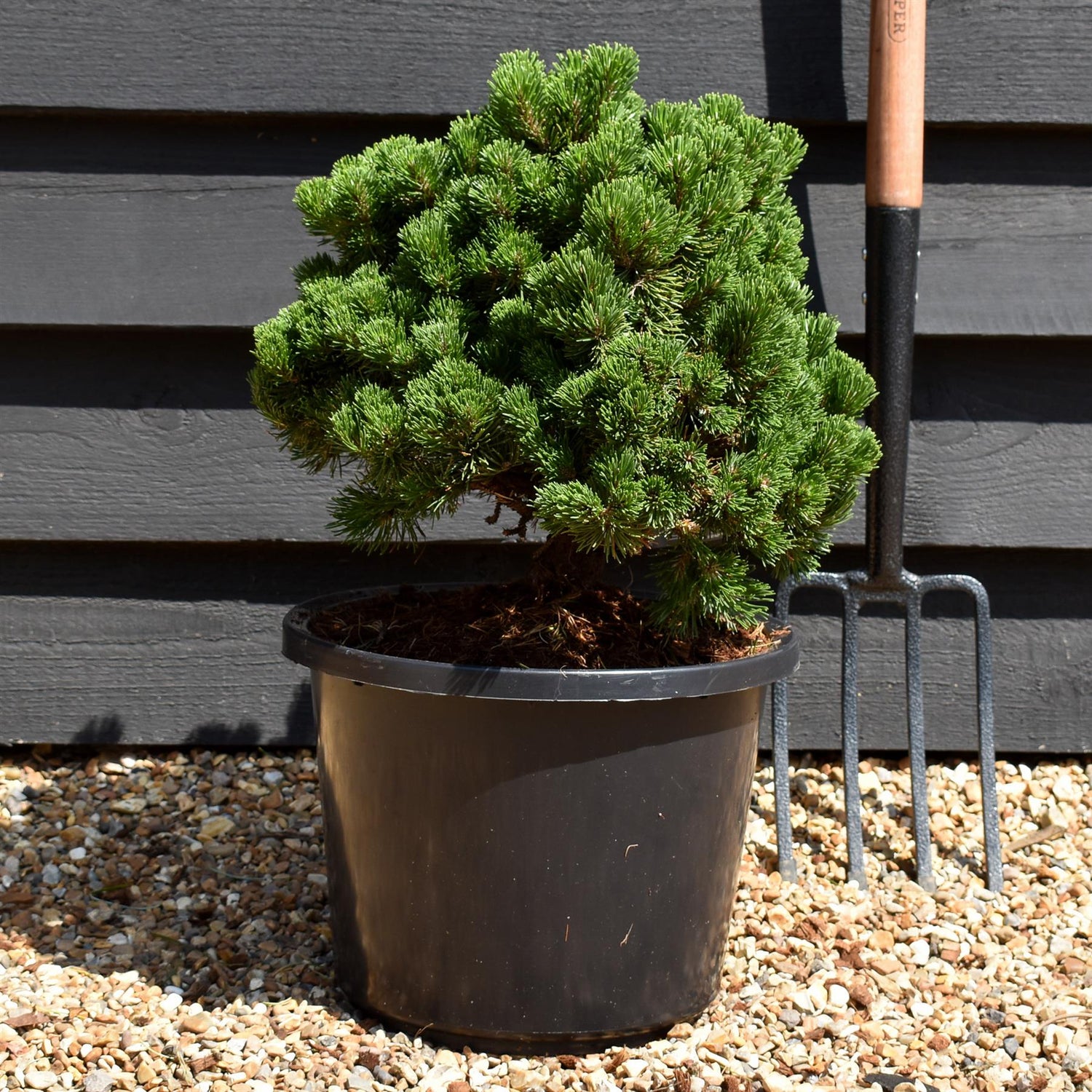 Pinus mugo 'Picobello' | Dwarf Mountain Pine - Height 30-40cm - Width 30-40cm - 10-12lt