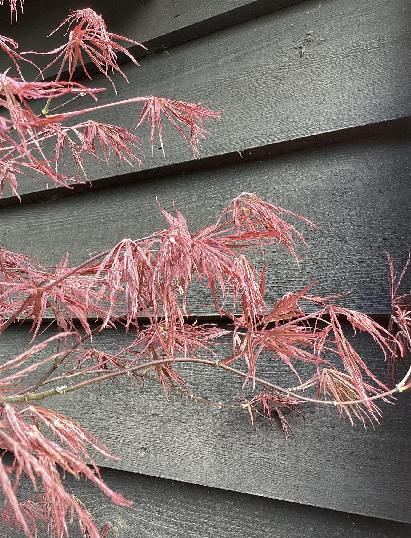 Acer palmatum 'Garnet' | Japanese maple 'Garnet' - 80-100cm, 10lt