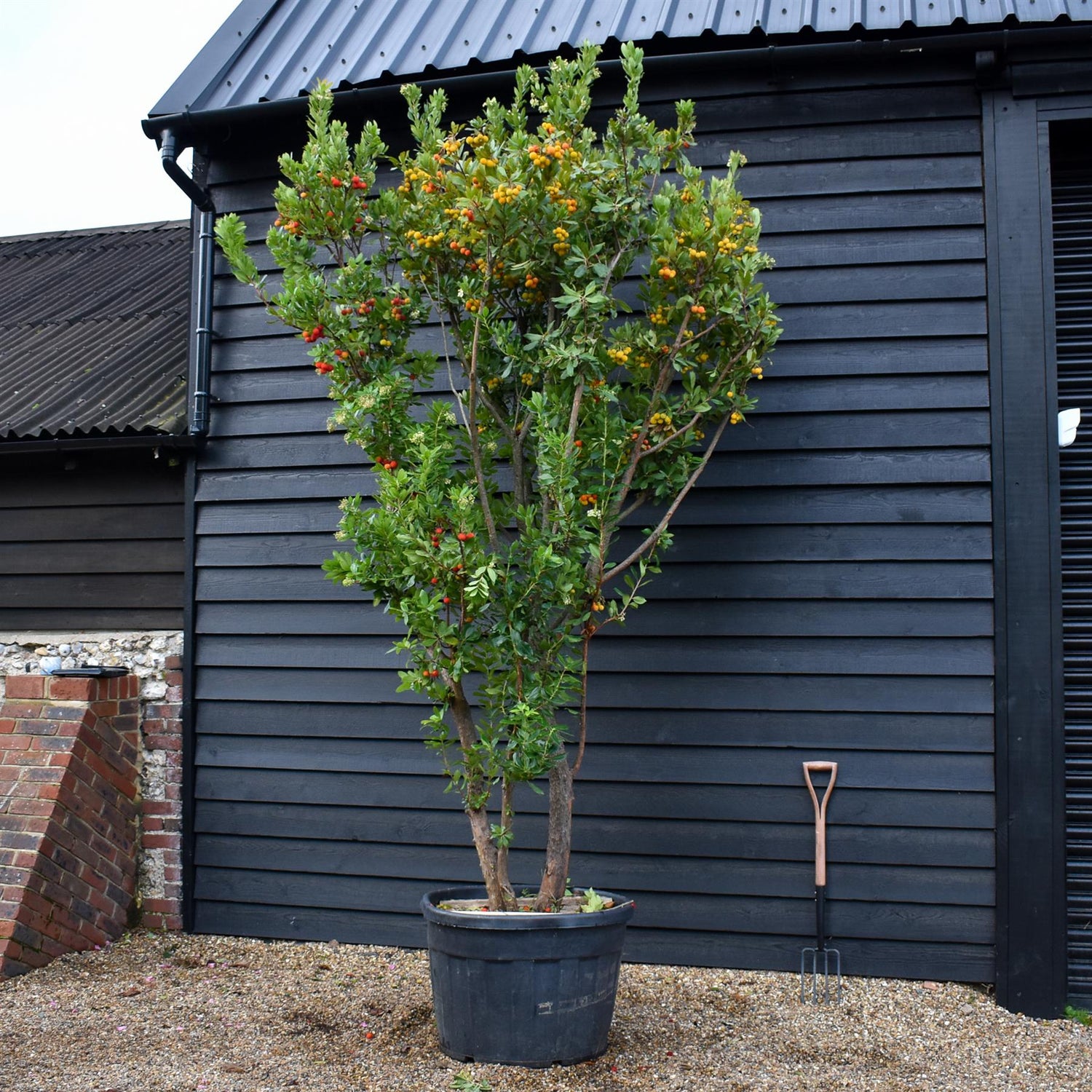 Arbutus Unedo | Strawberry Tree - Multistem - Height 310-320 - 180lt