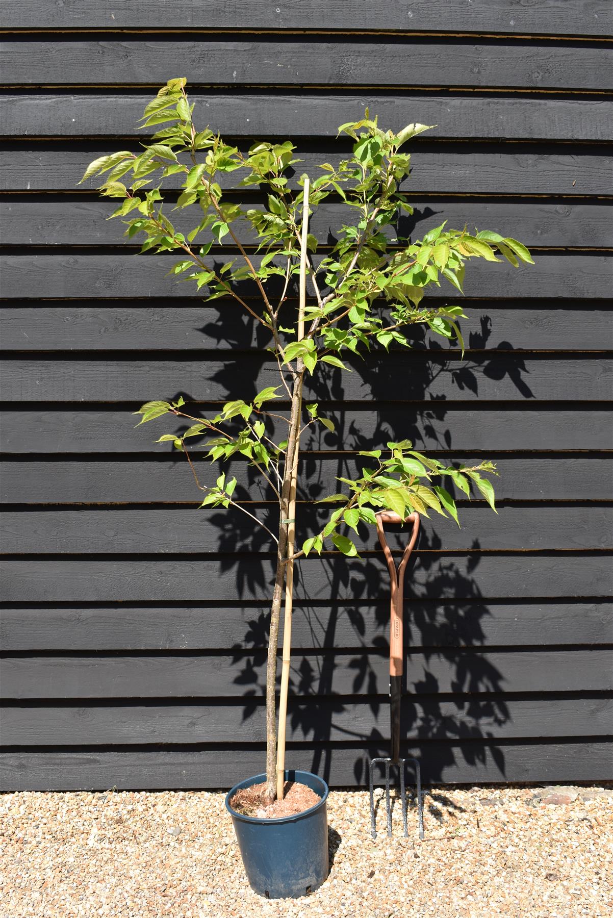 Prunus Shirotae | Cherry 'Shirotae' - 200-250cm, 10lt