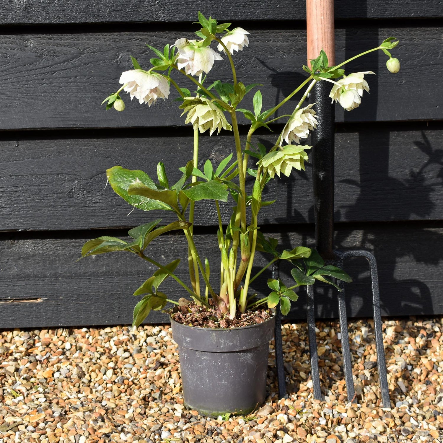 Helleborus x hybridus 'Cinderella' - Semi-Evergreen Perennial - Height 40-50cm - 2lt