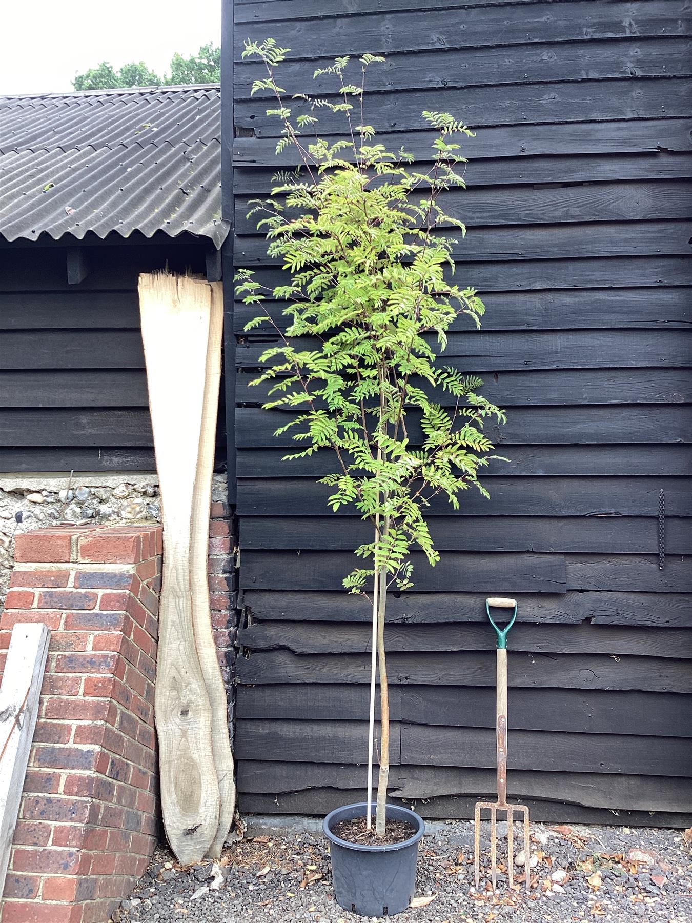Sorbus aucuparia | European Mountain Ash 1/2 std, Clear Stem -  Height 180-200cm - 20lt